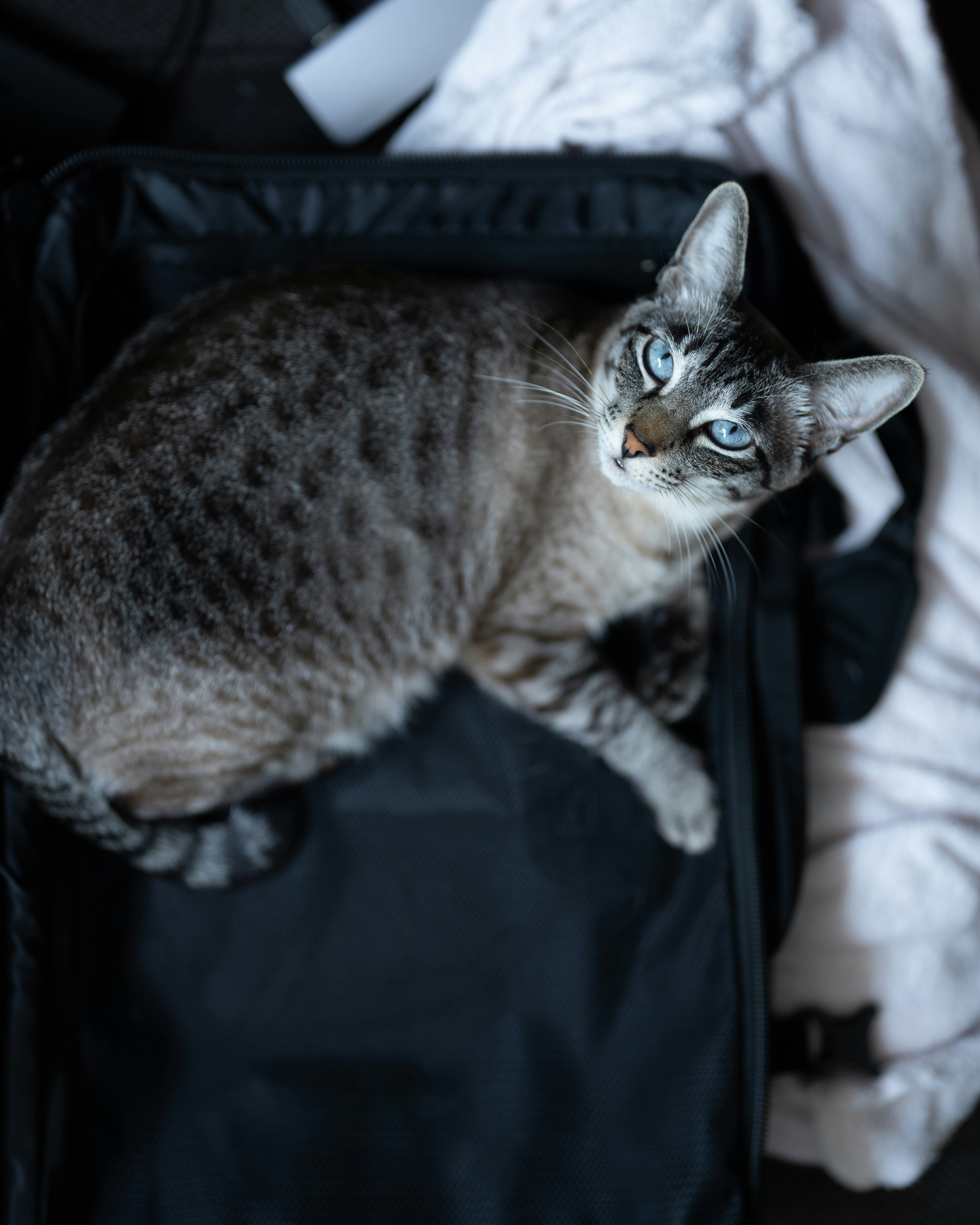 Blue-eyed Tabby Cat In Suitcase
