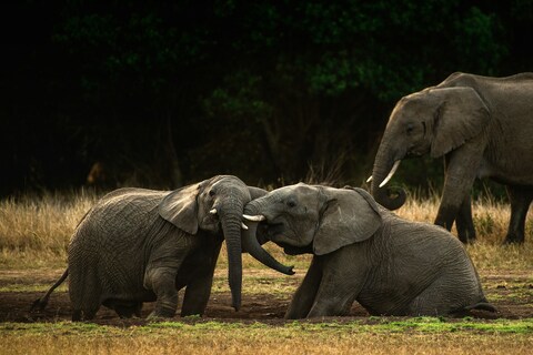 Elephants Playing on African Savanna