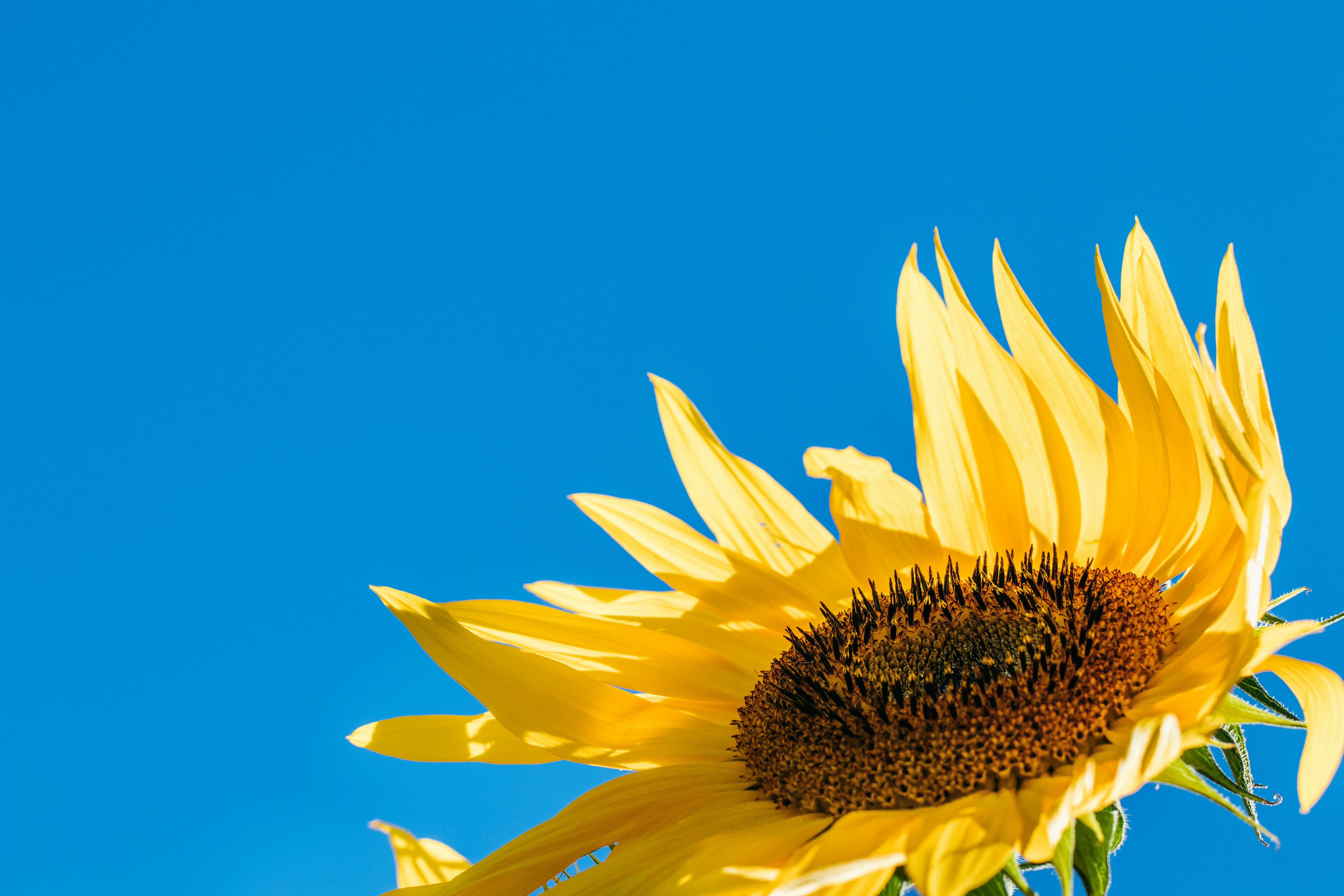Sunflower Under Clear Blue Sky