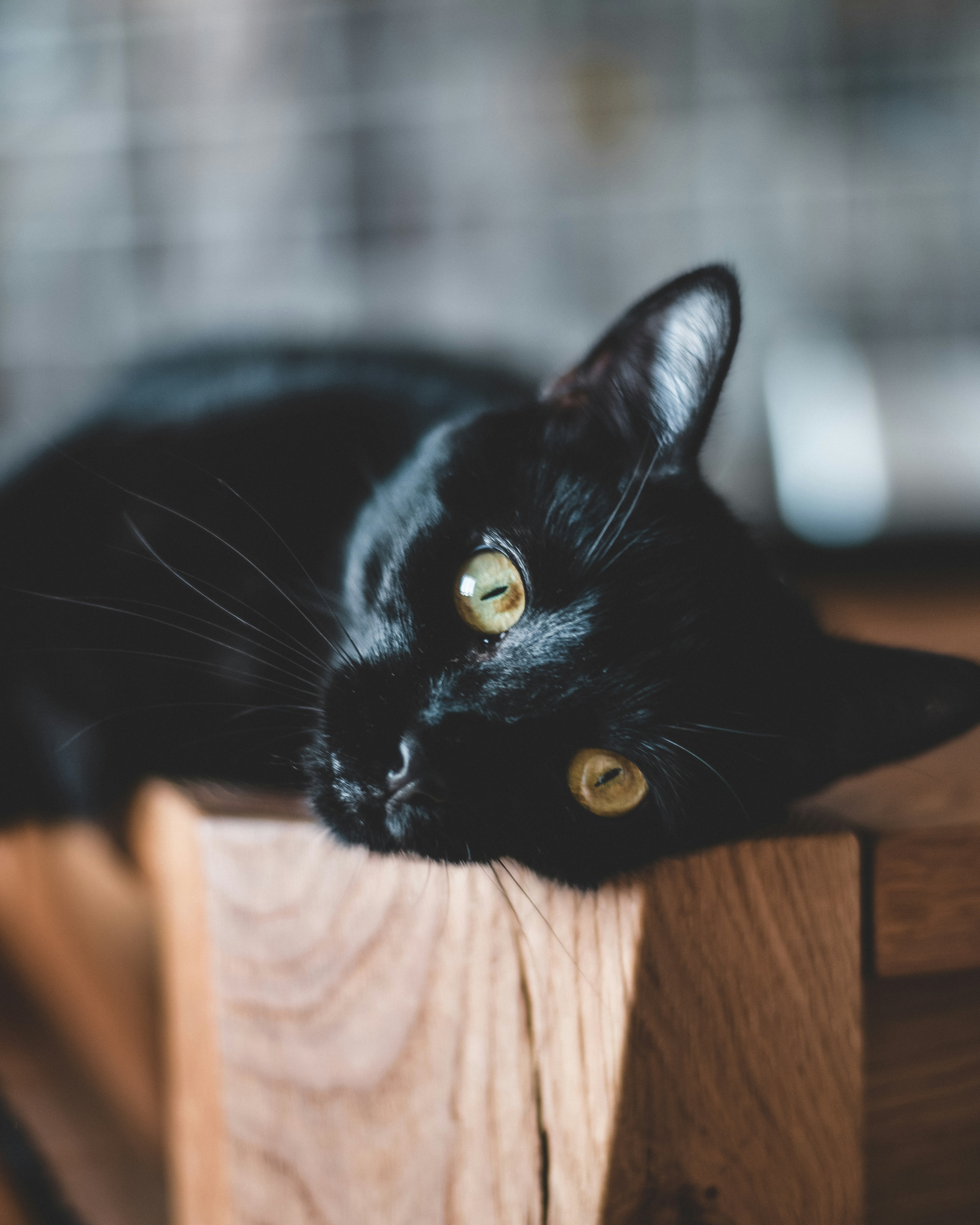 Black Cat Resting On Wooden Table — 4K Wallpapers