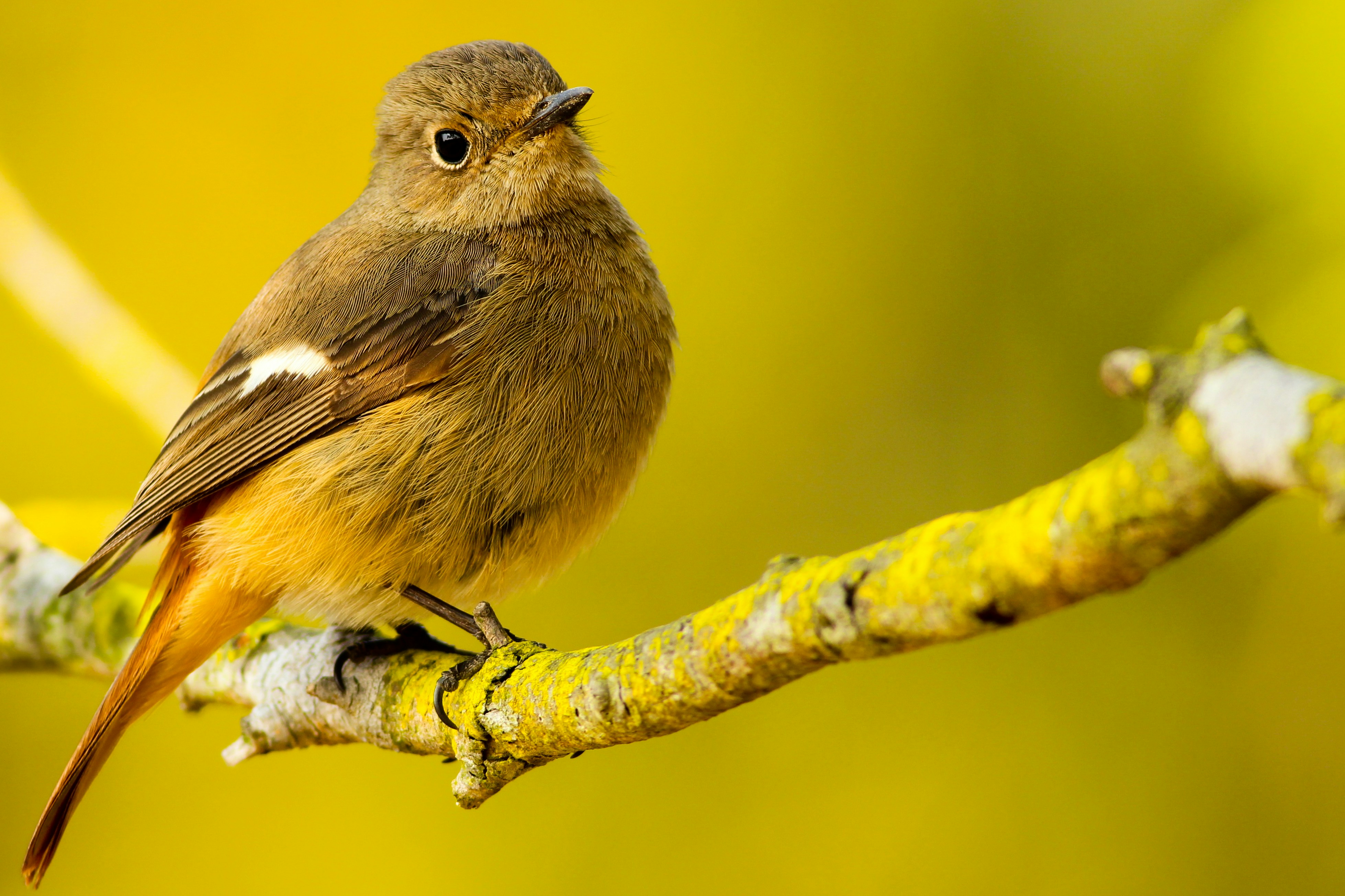 Orange-Brown Bird Perched on Branch