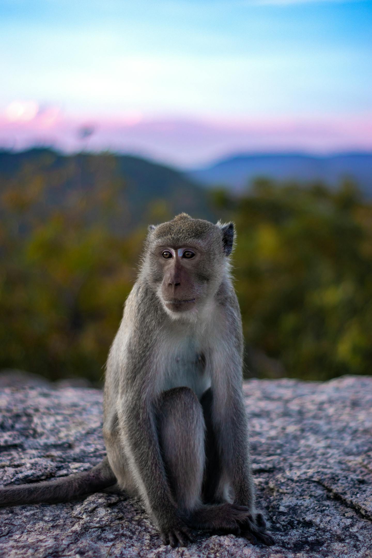 Macaque Monkey on Mountain Overlook
