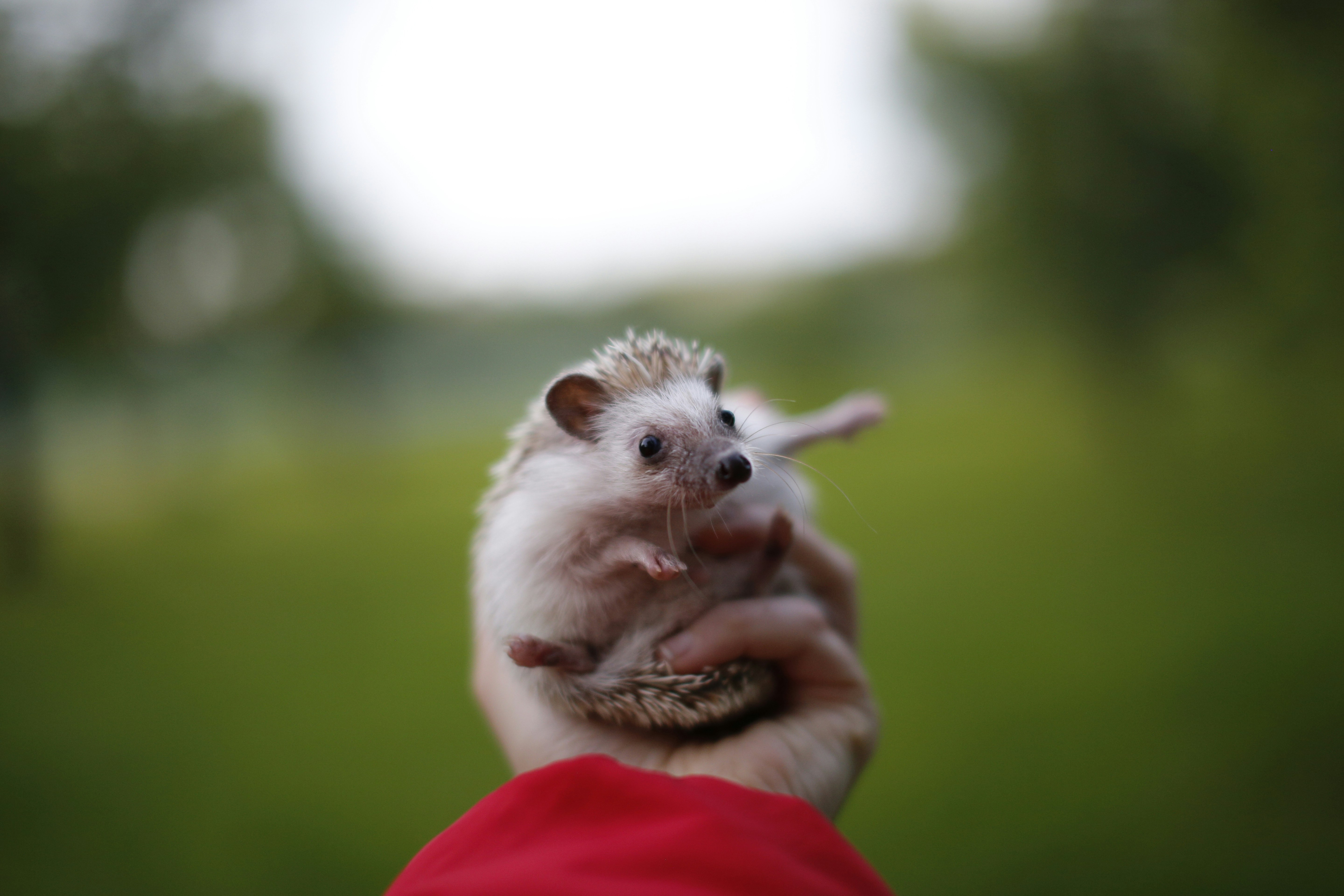 Cute Baby Hedgehog Held In Hand