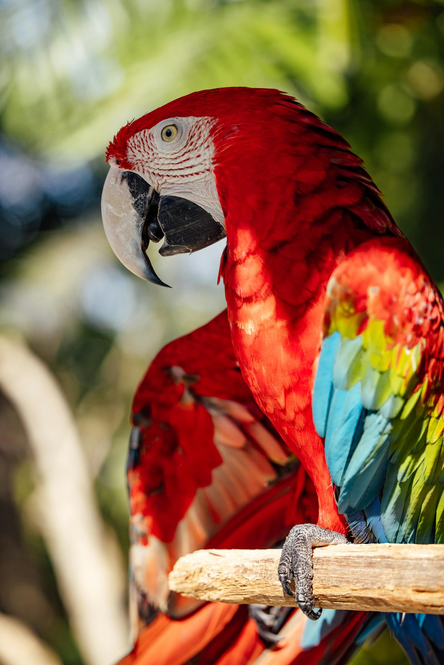 Scarlet Macaw on Wooden Perch