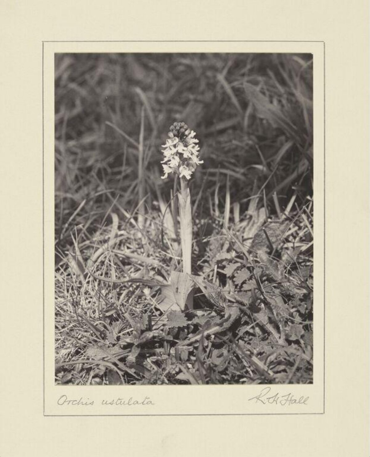 Orchis Ustulata Growing in Grass