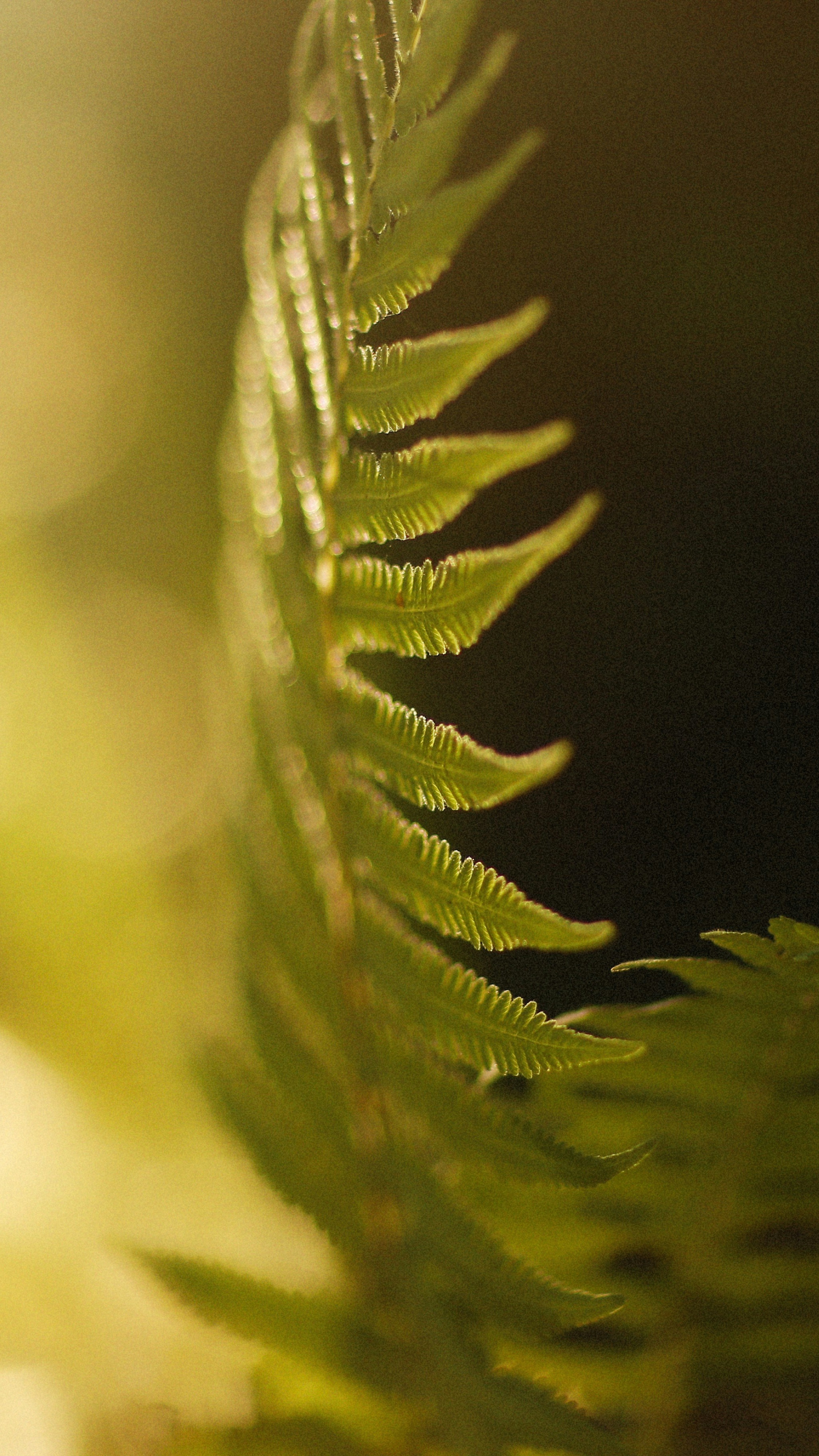 Forest & Flora