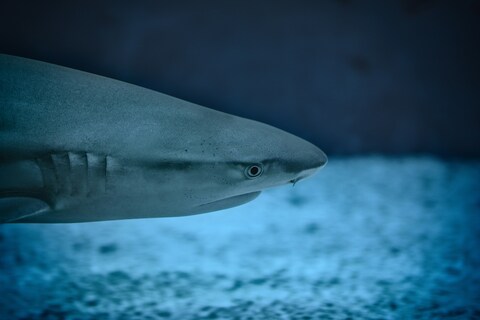 Grey Shark Underwater Close-up