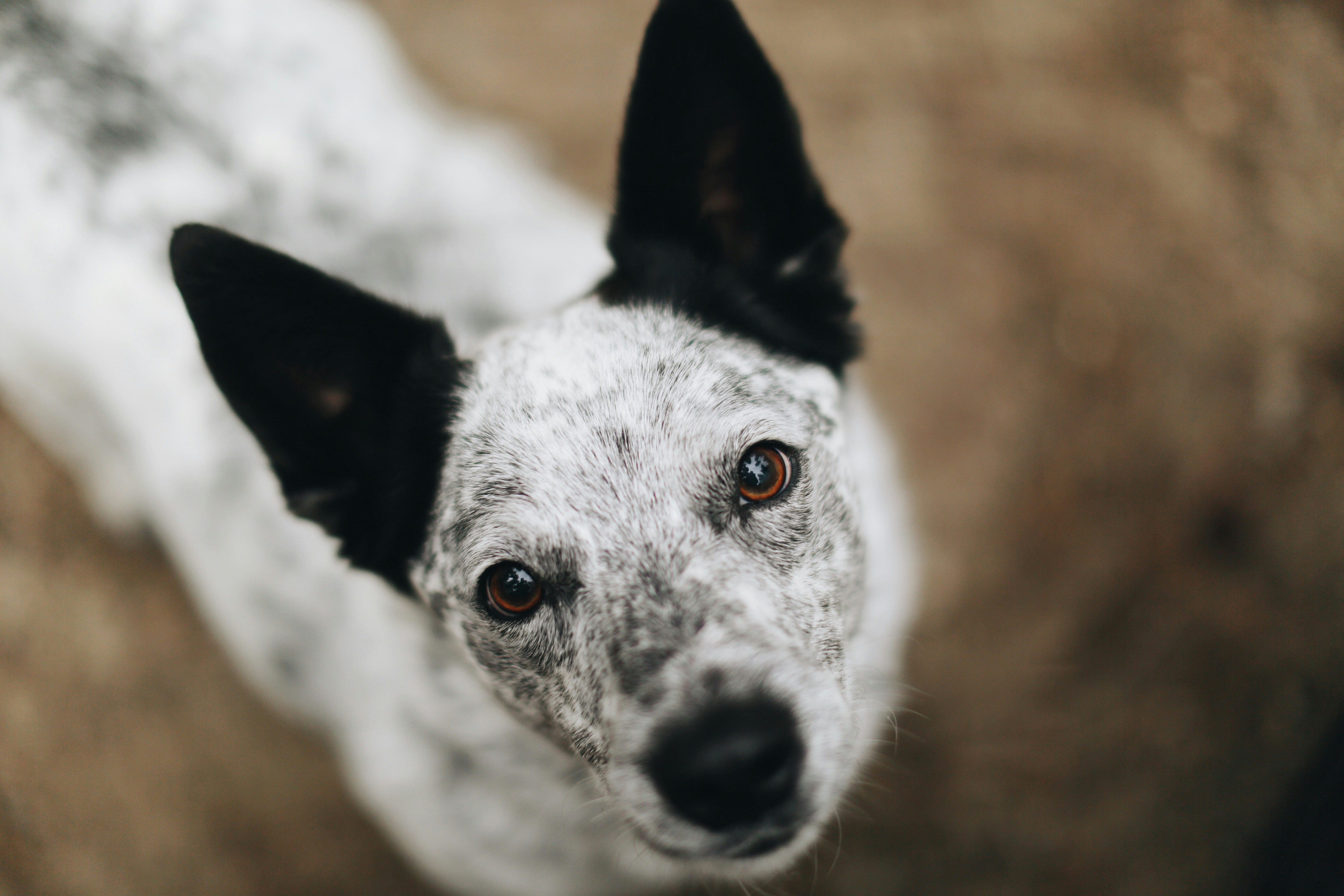 Close-up of Speckled Dog