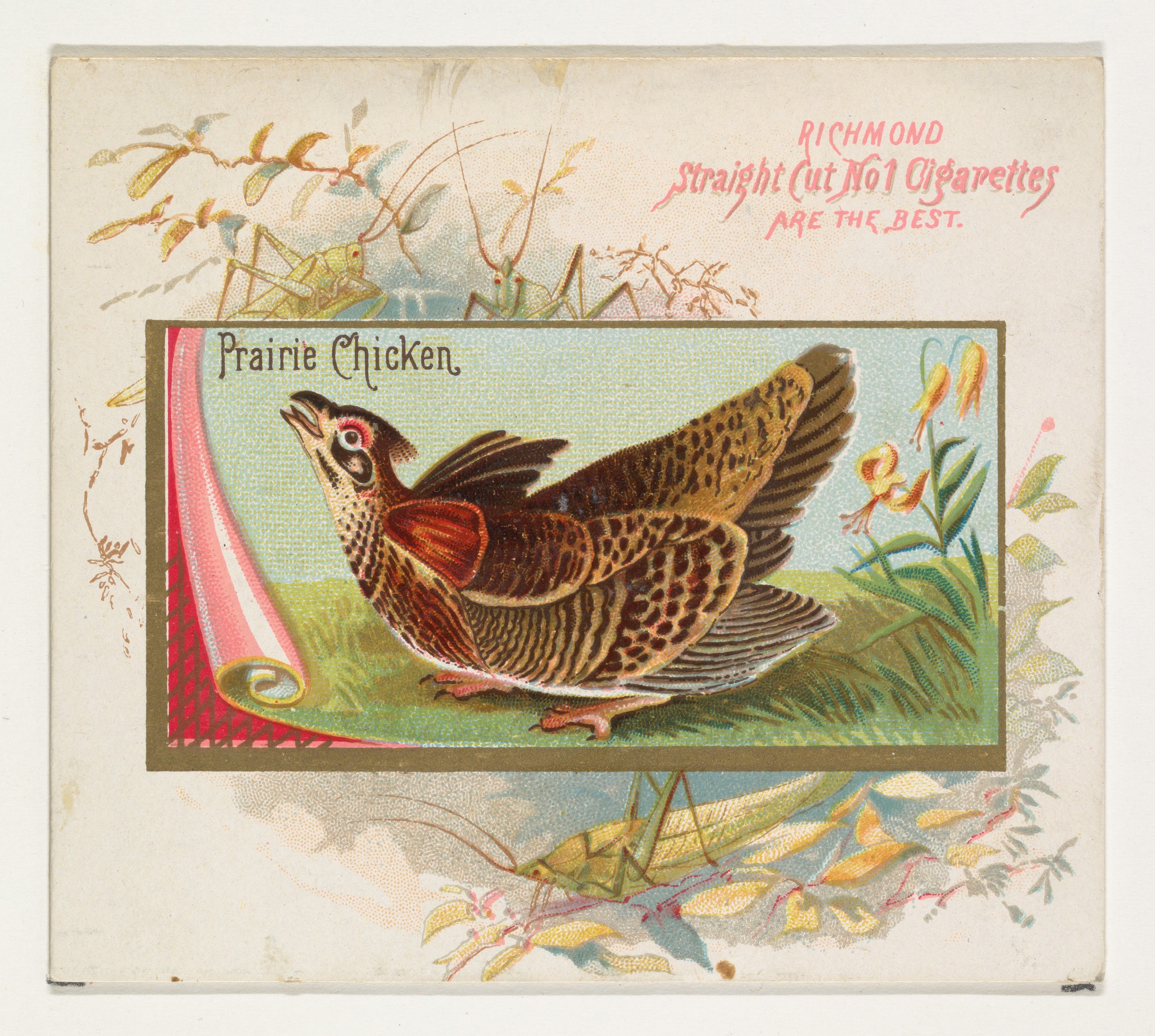 Vintage Prairie Chicken Cigarette Card