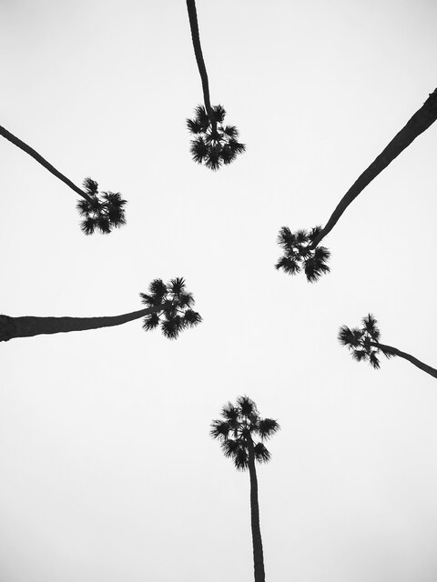 Low Angle View of Palm Trees