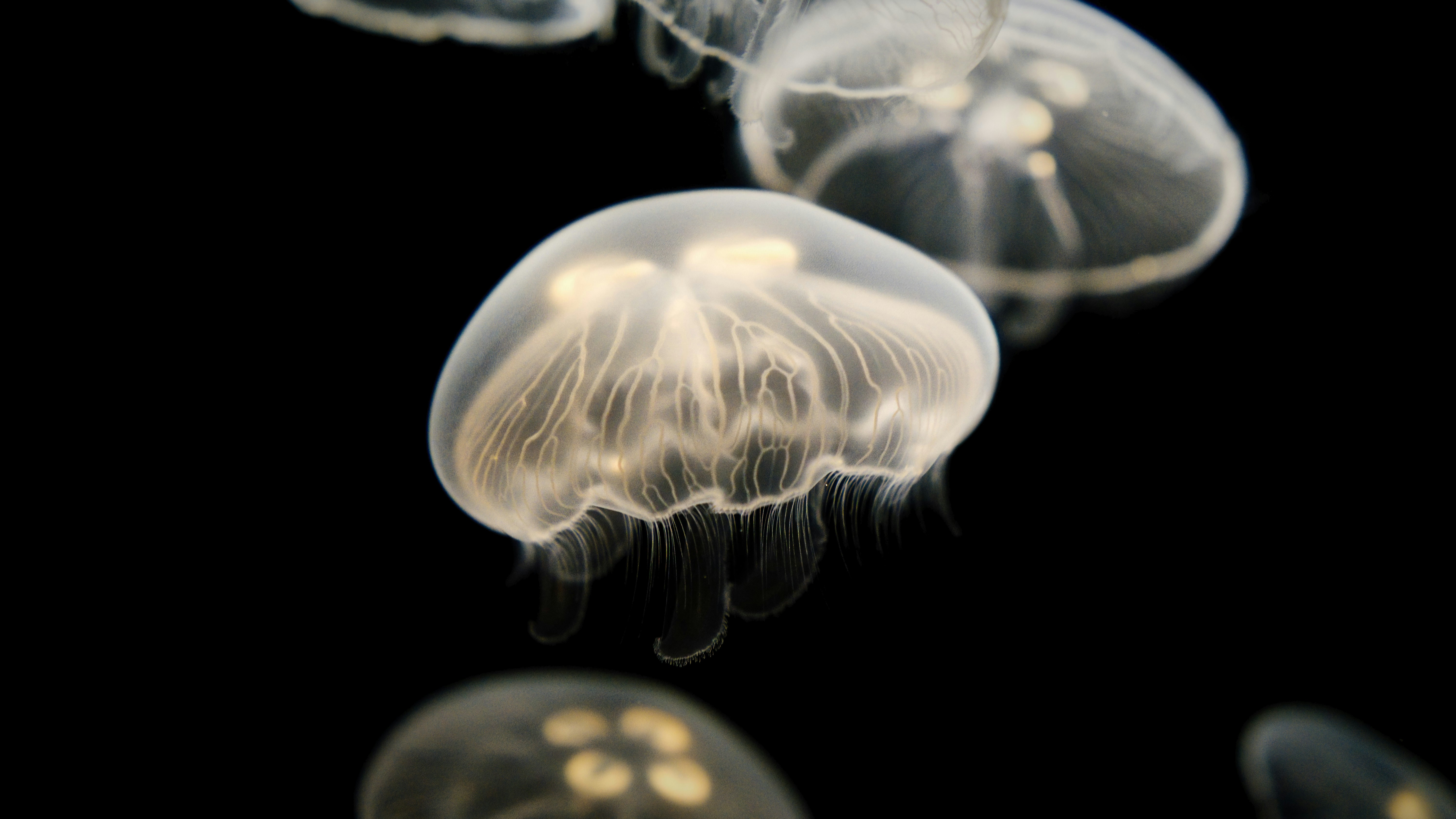 Translucent Moon Jellyfish