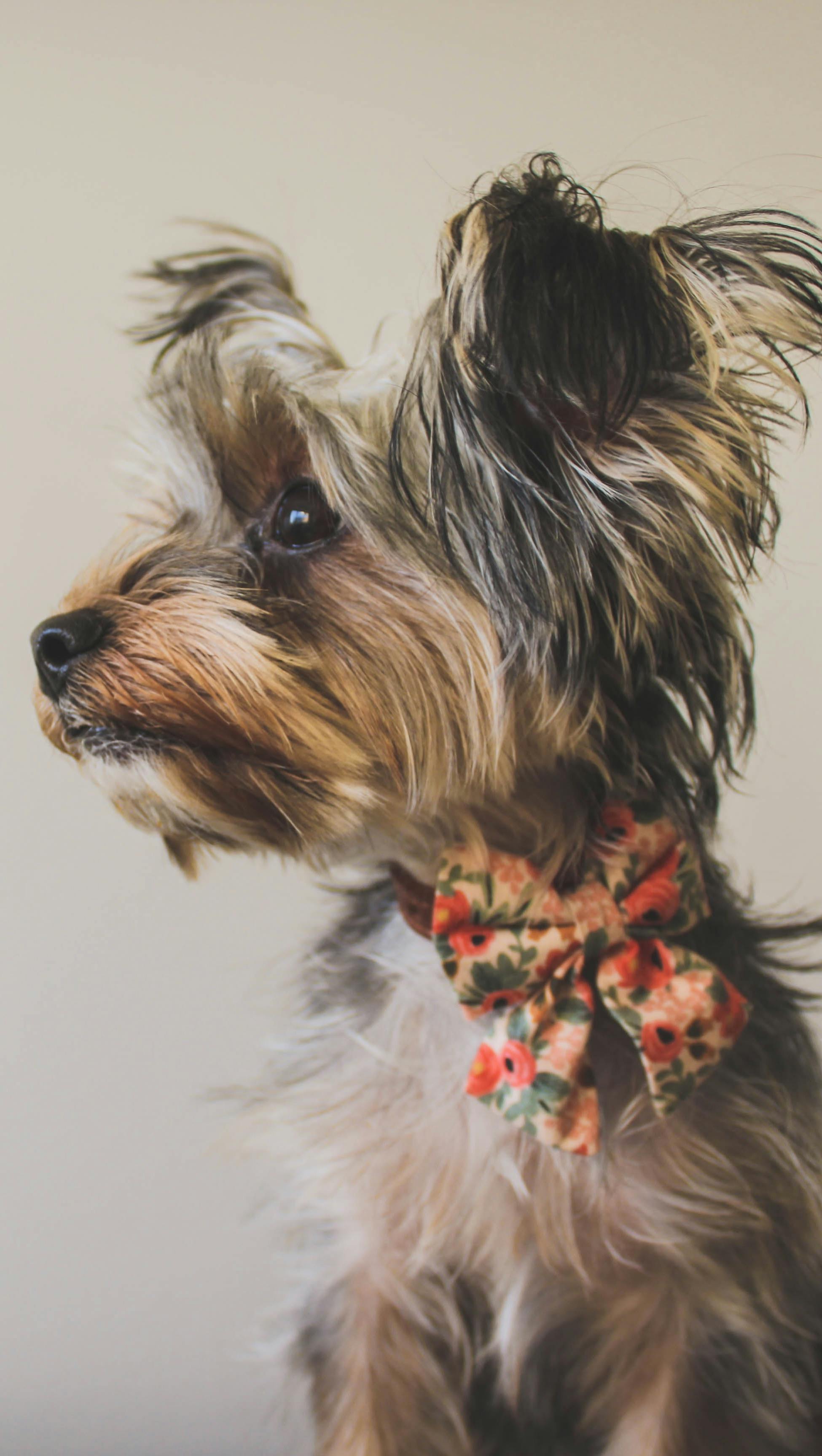 Yorkshire Terrier with Floral Bow Tie