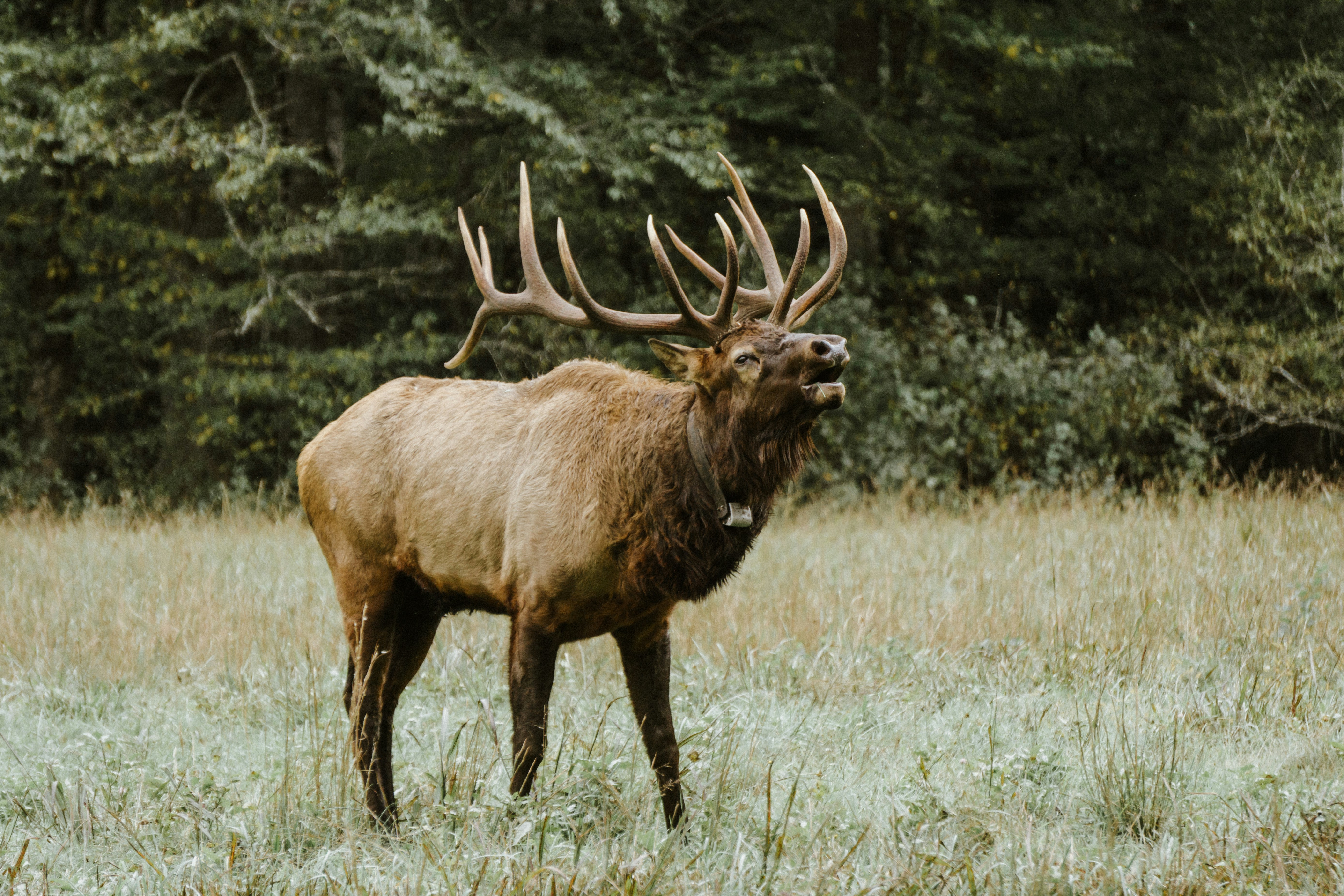 Bull Elk Roaring in Meadow