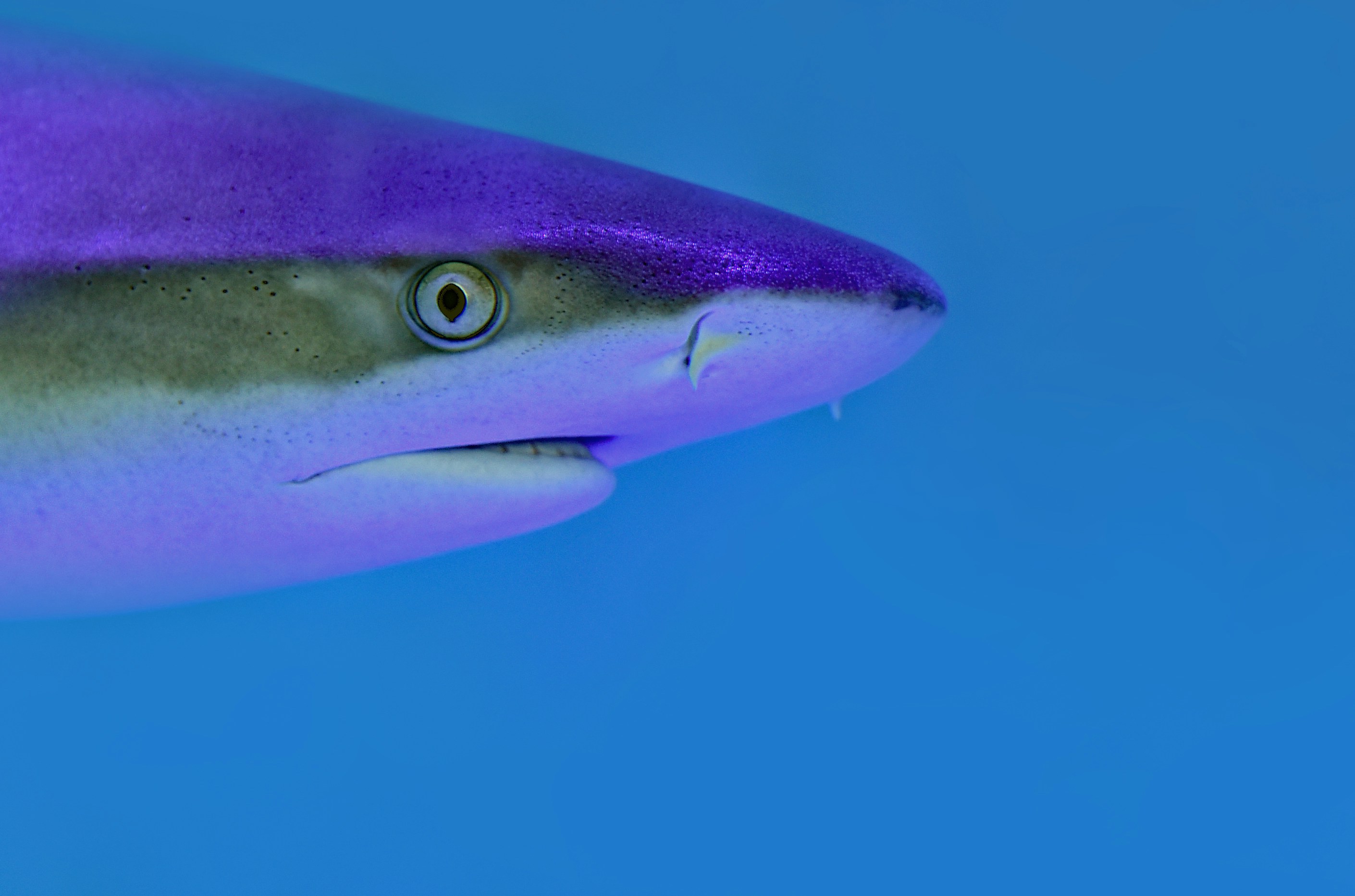 Close-up of a Shark Head in Blue Water