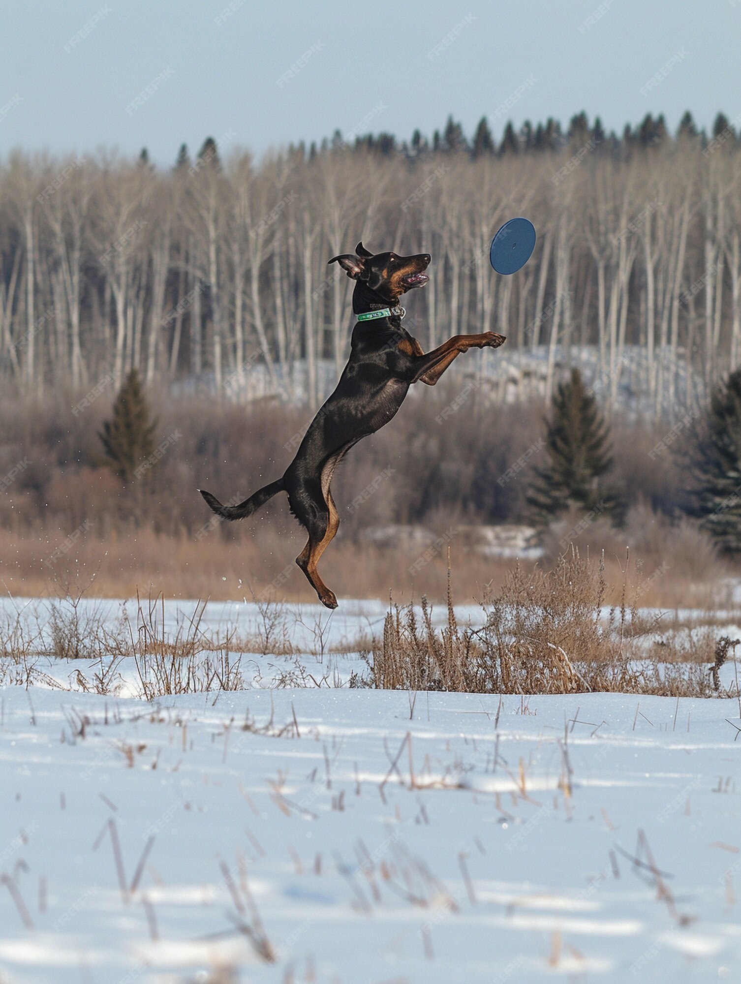 Image 1511921 — Pets