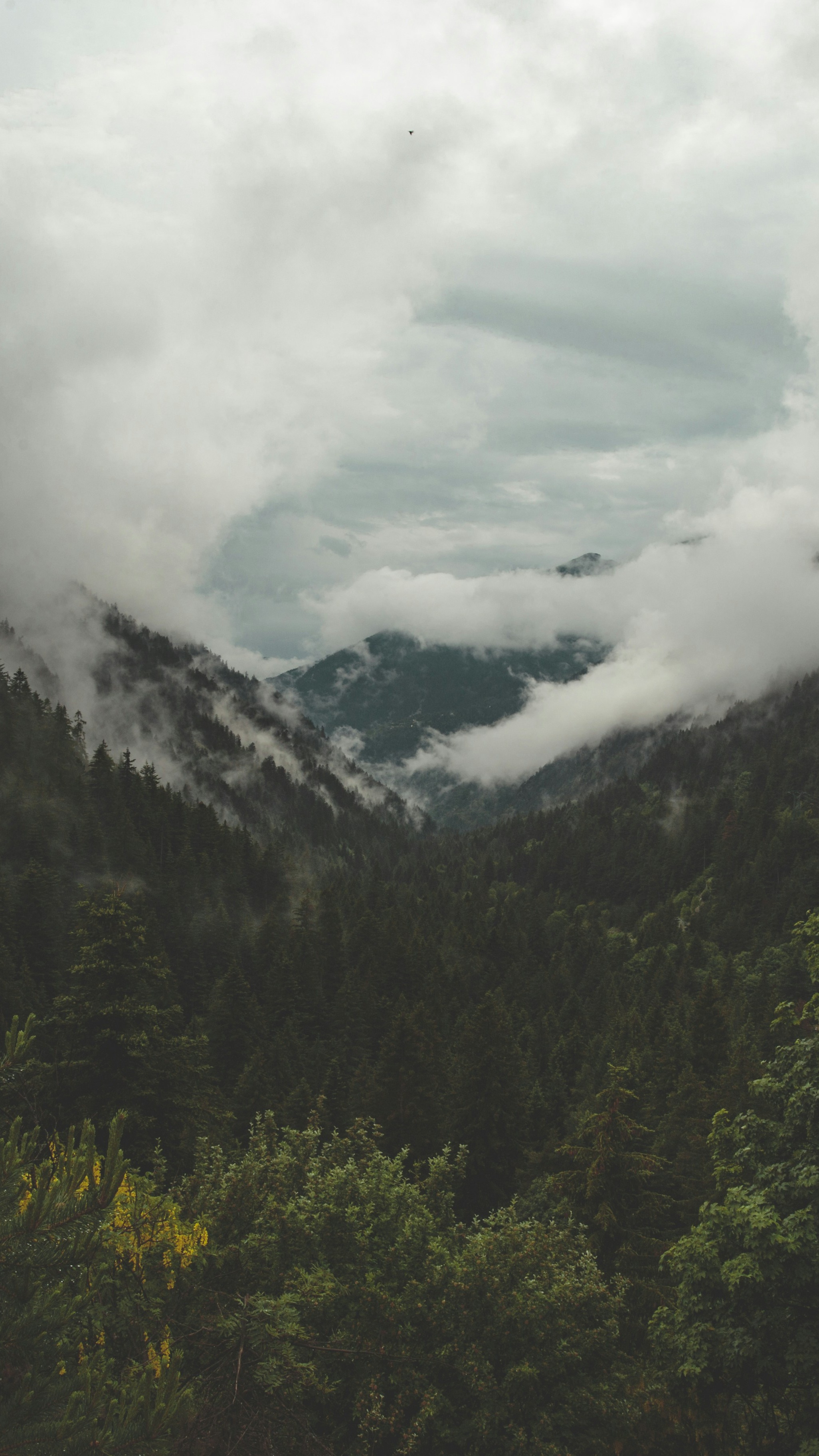 Wallpapers