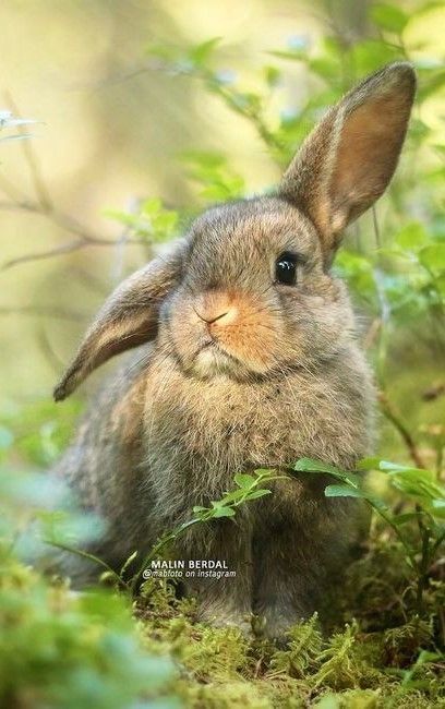 Young Wild Rabbit in Forest