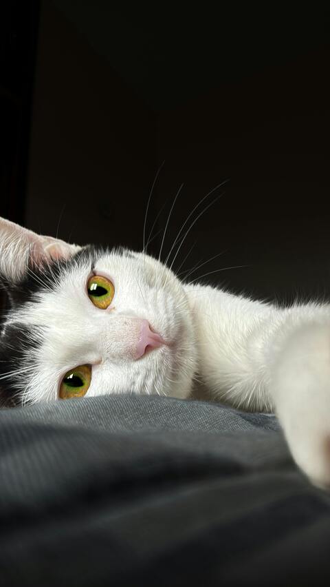 Black and White Cat Lying Upside Down