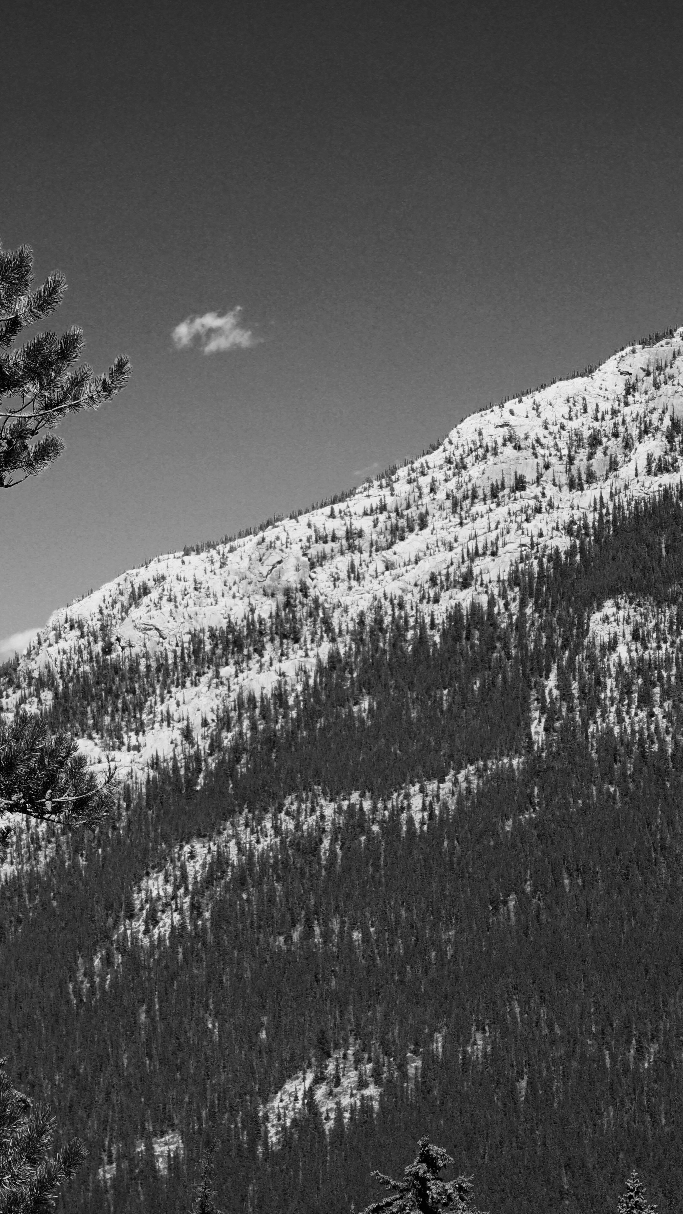 Black and White Mountain Forest Landscape