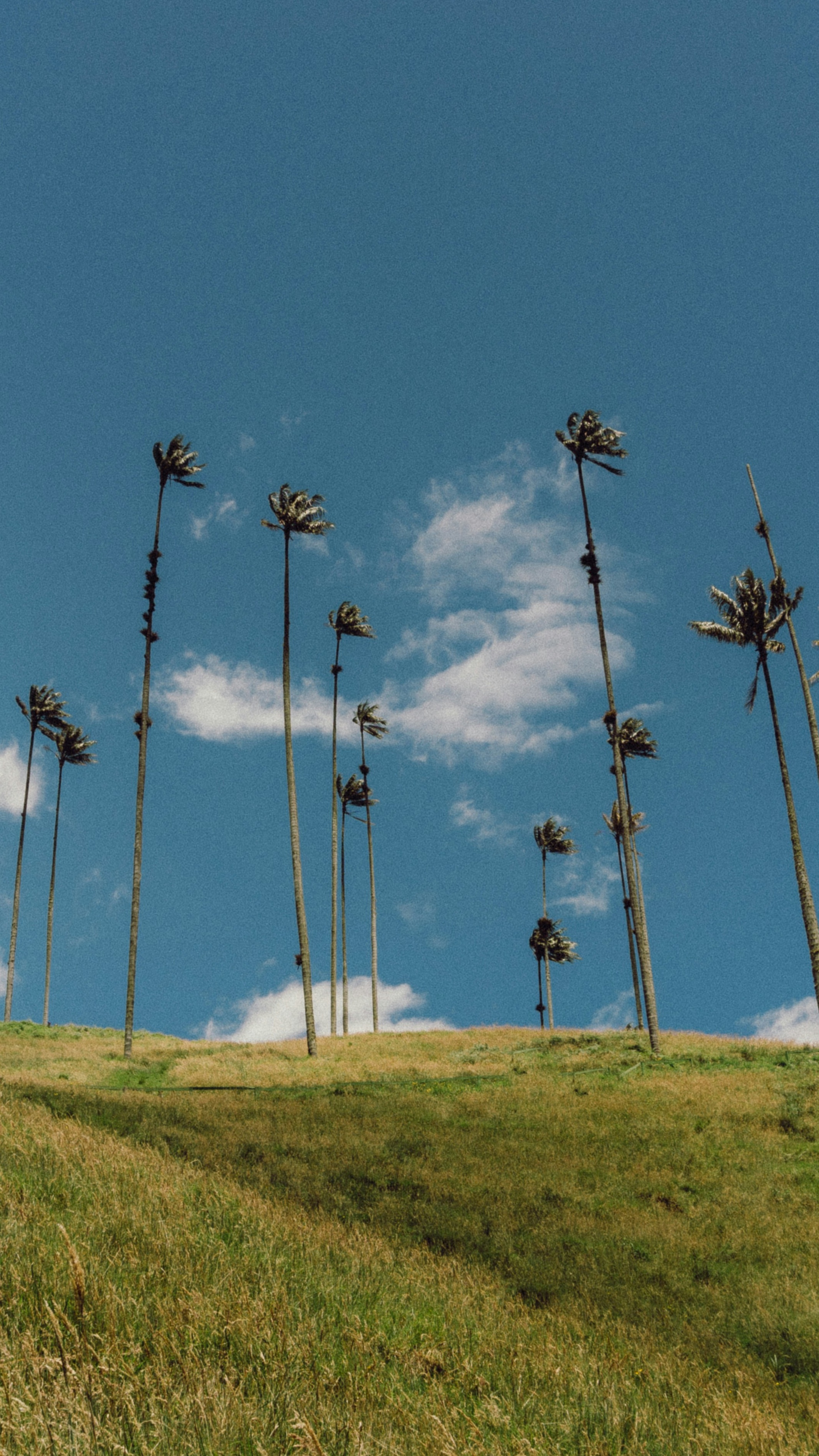 Wallpapers