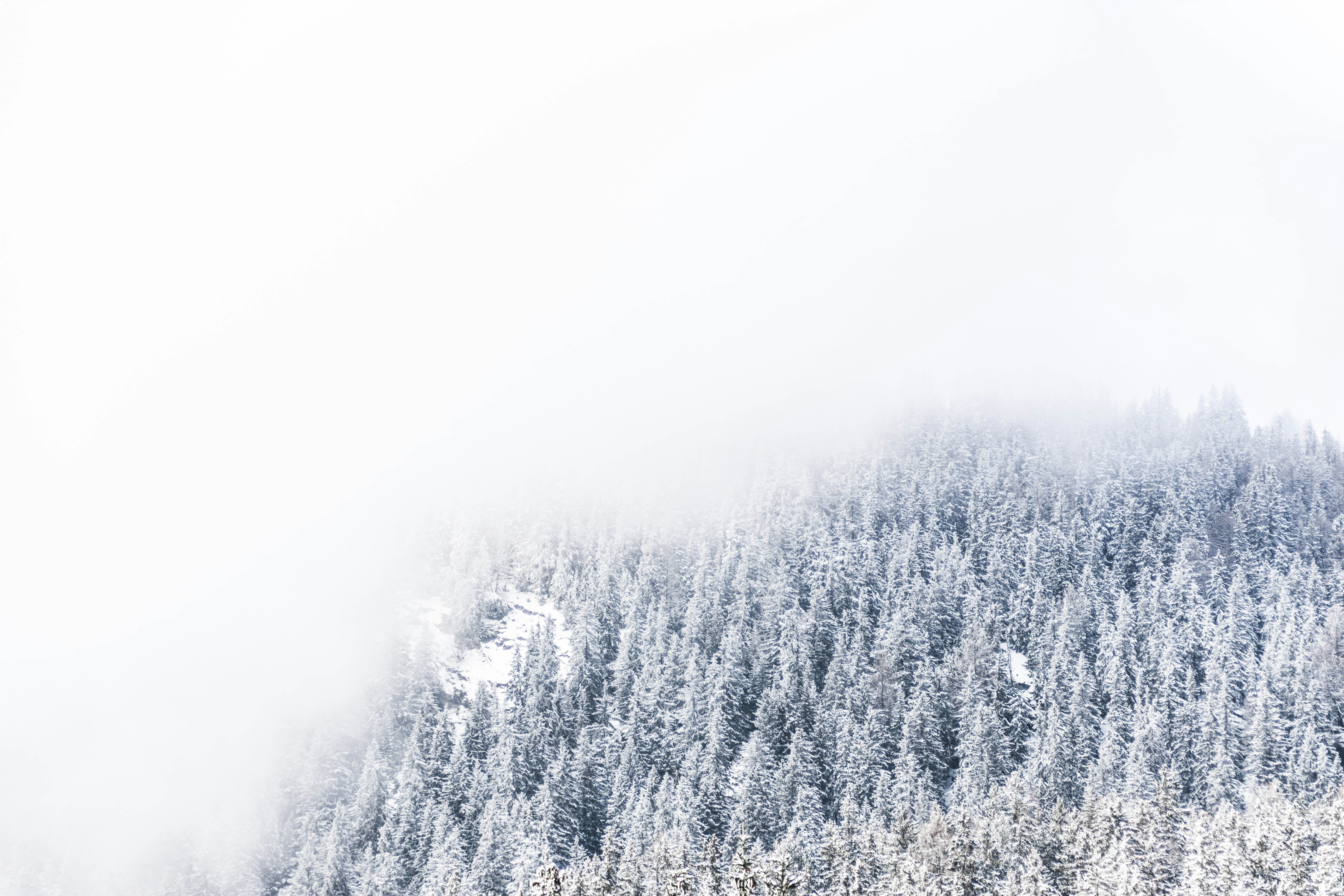 Snow-covered Foggy Mountain Forest