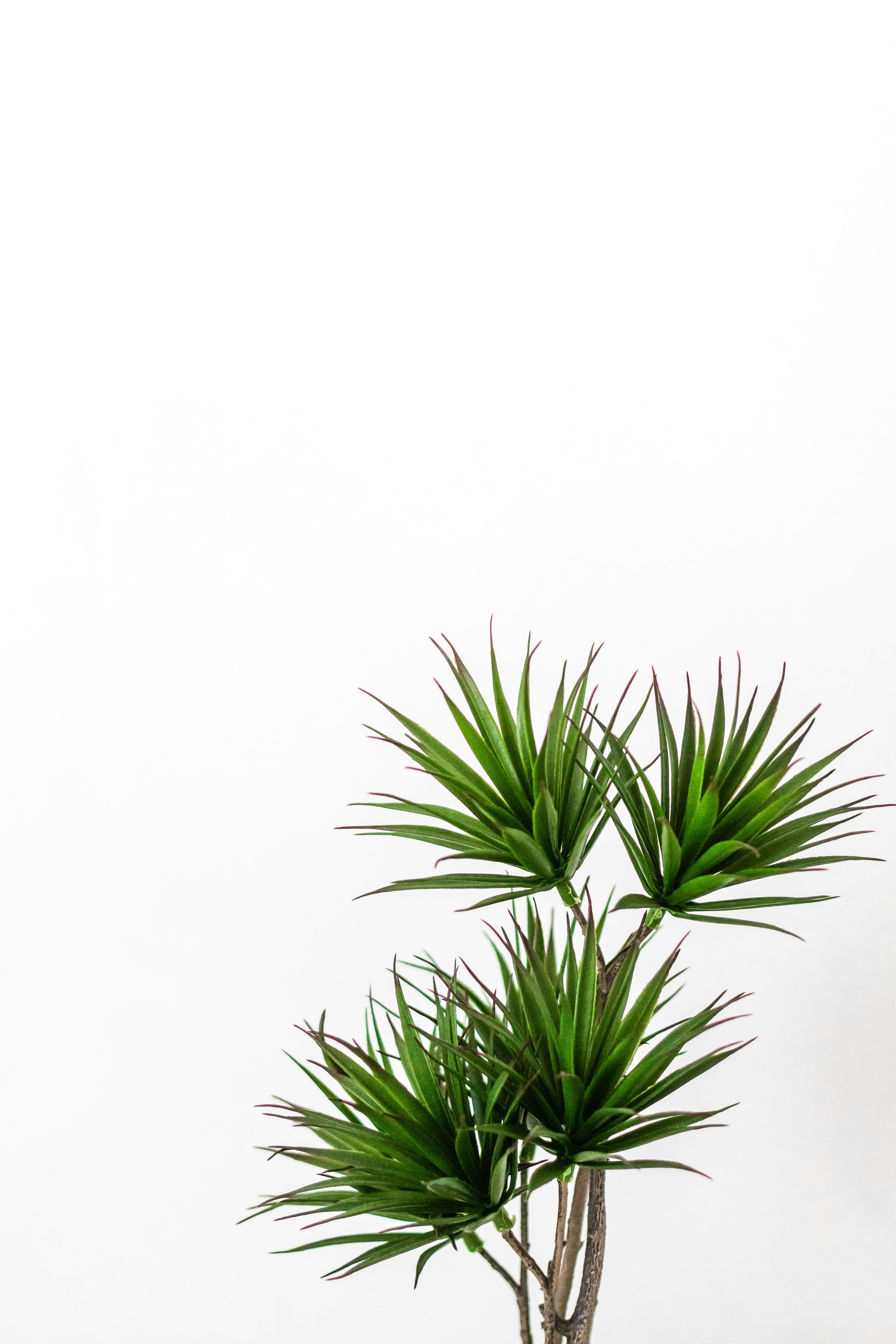 Green Leafy Plant on White Background