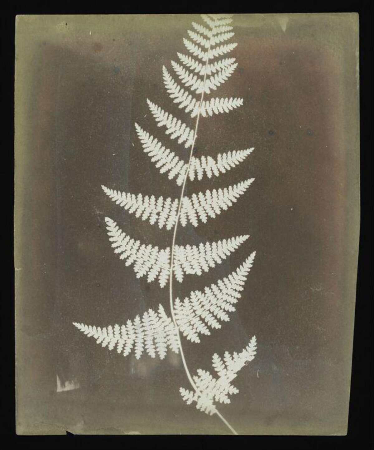 Vintage Photogram of a Fern Frond