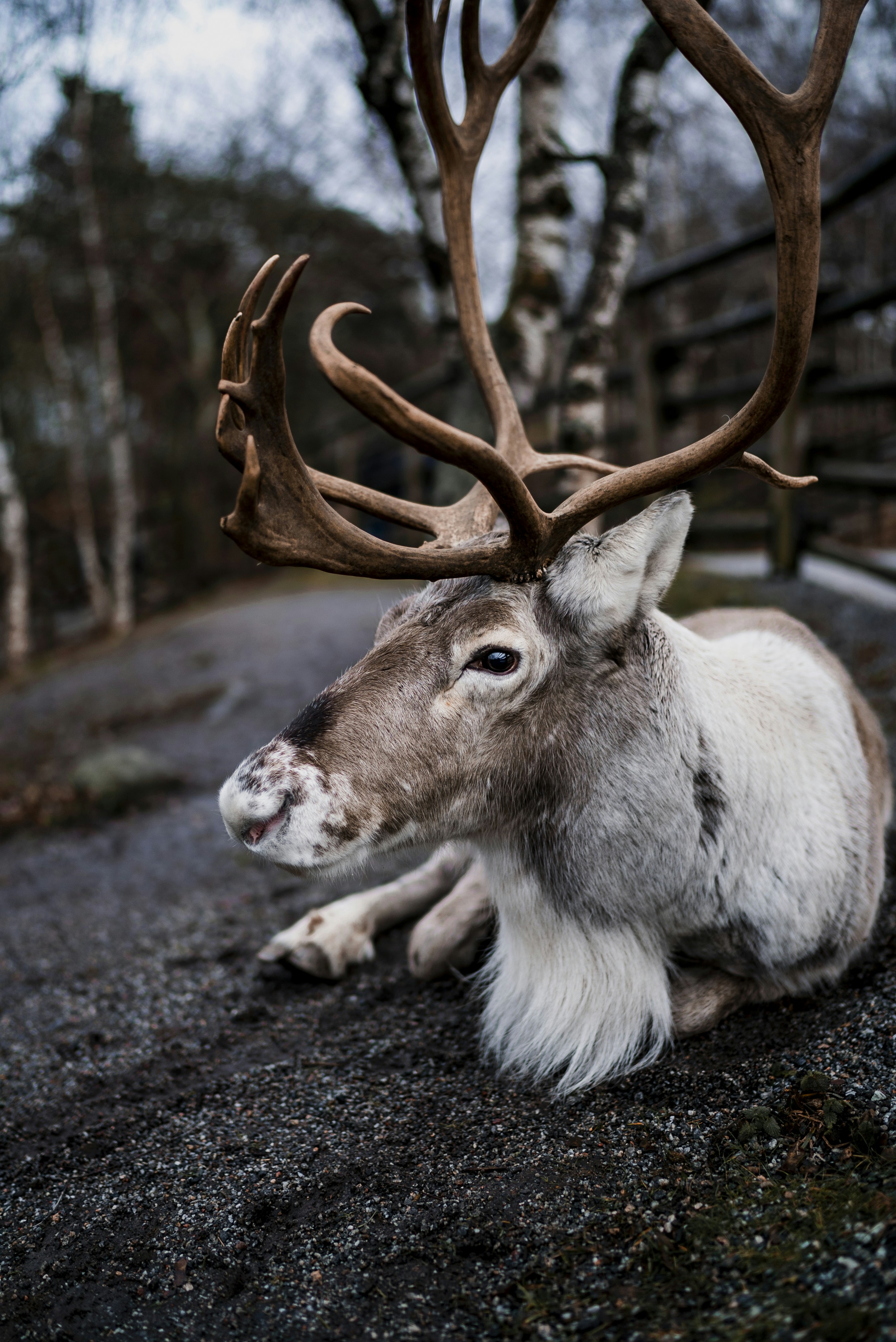Resting Reindeer in Forest