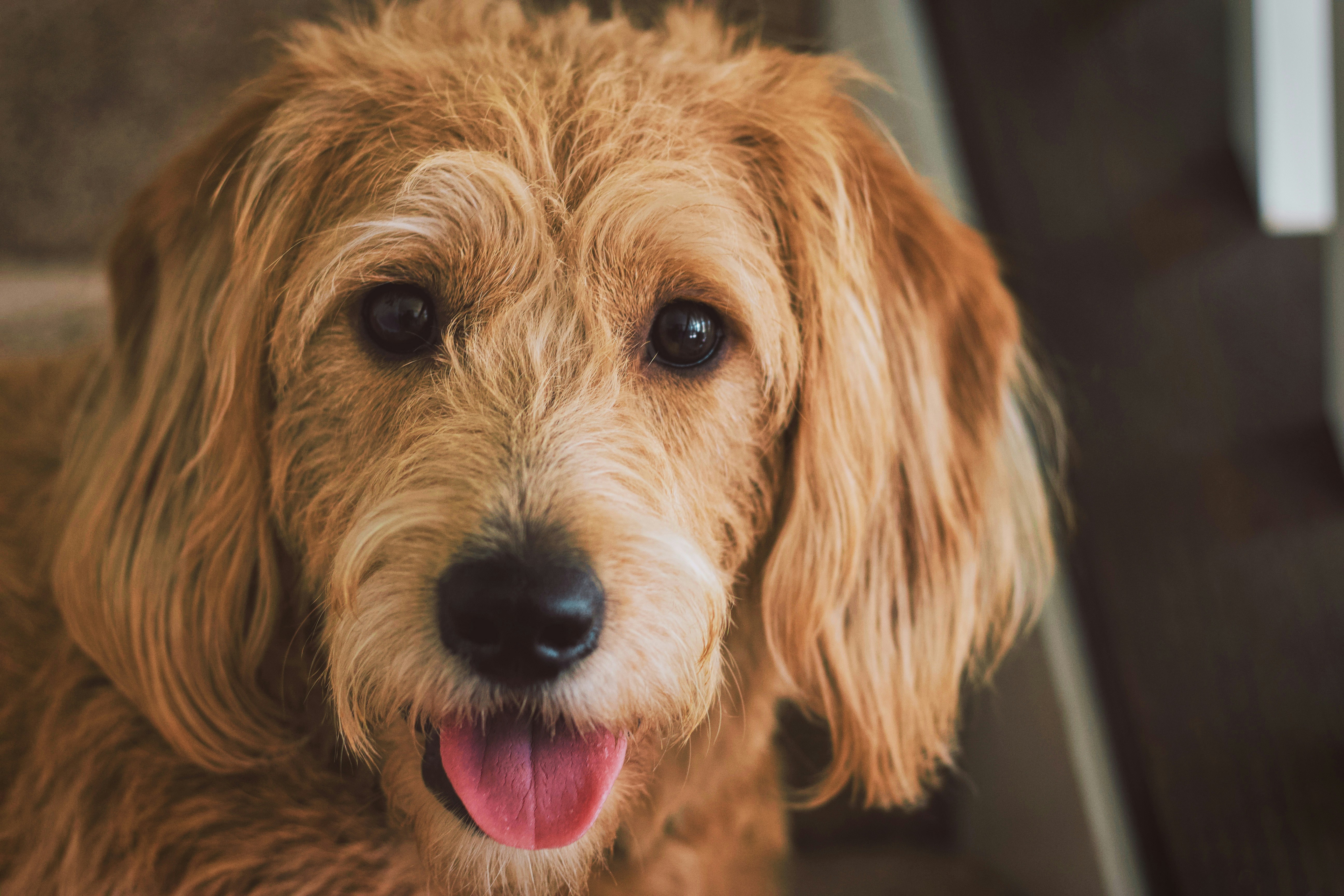 Close-up of Golden Fluffy Dog