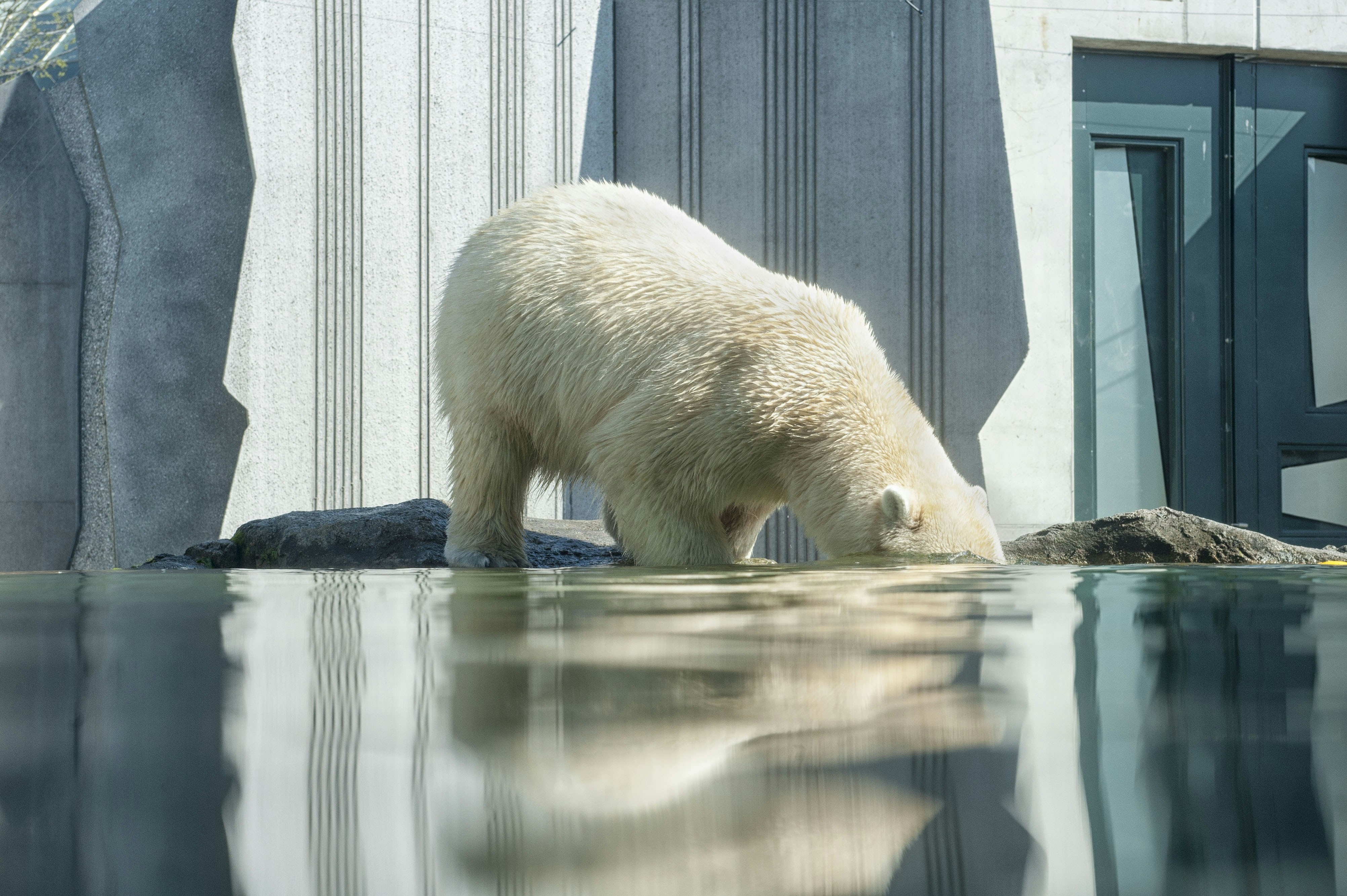 Polar Bear Dipping Head In Water