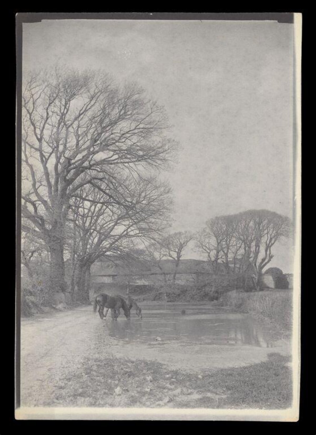 Two Horses Drinking at Country Pond