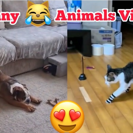 Funny Cute Animal Moments — Funny
