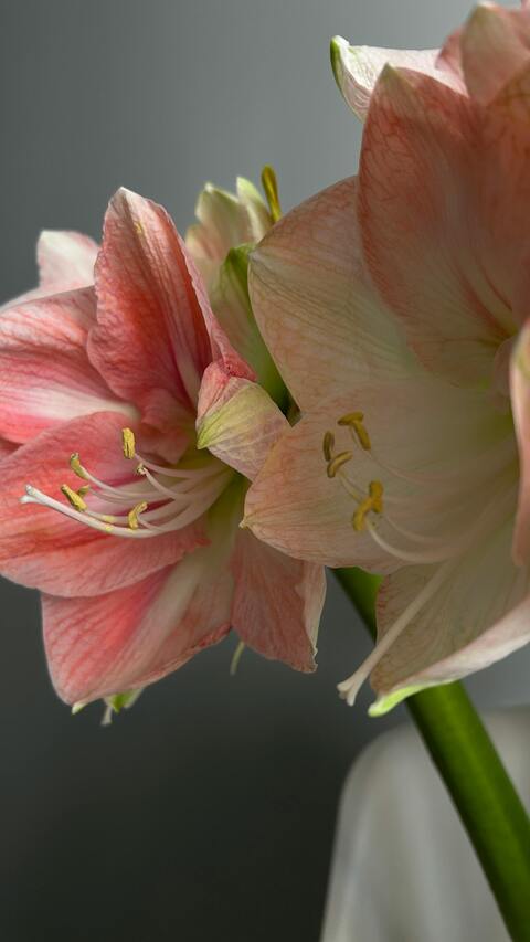 Close-up of Pink Amaryllis