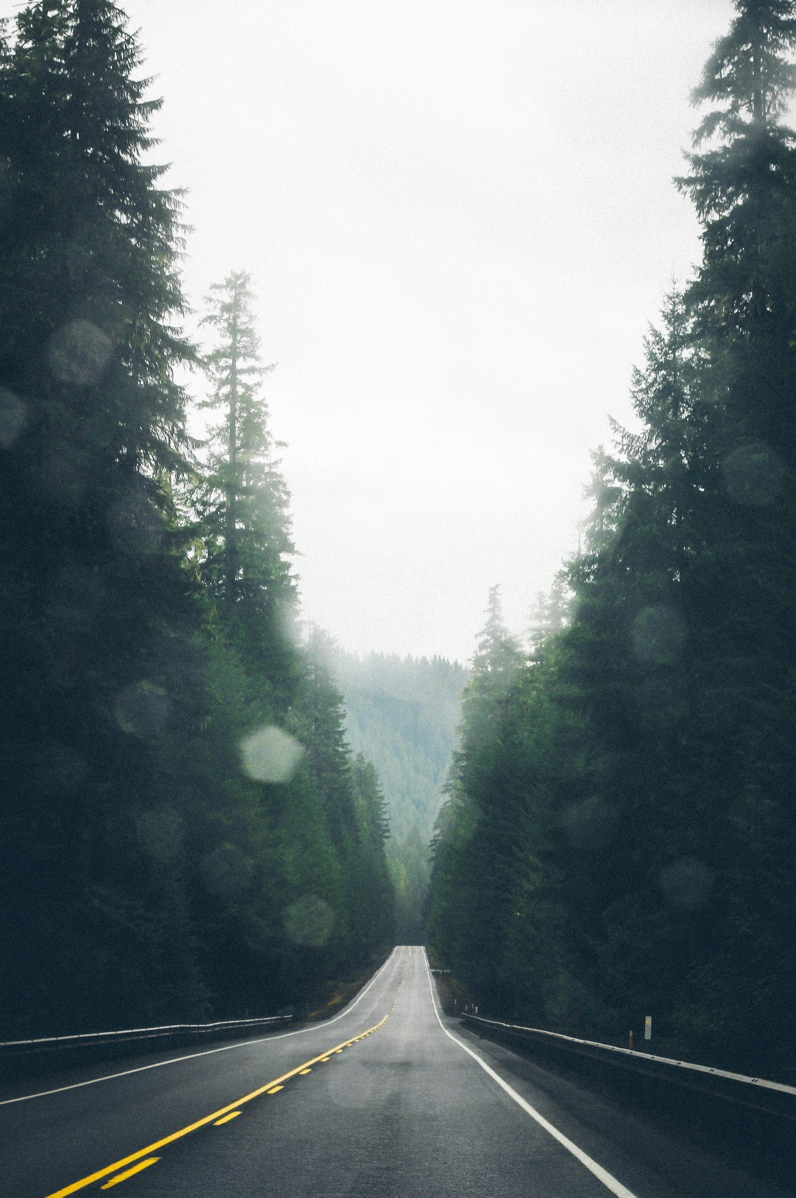 Foggy Forest Highway