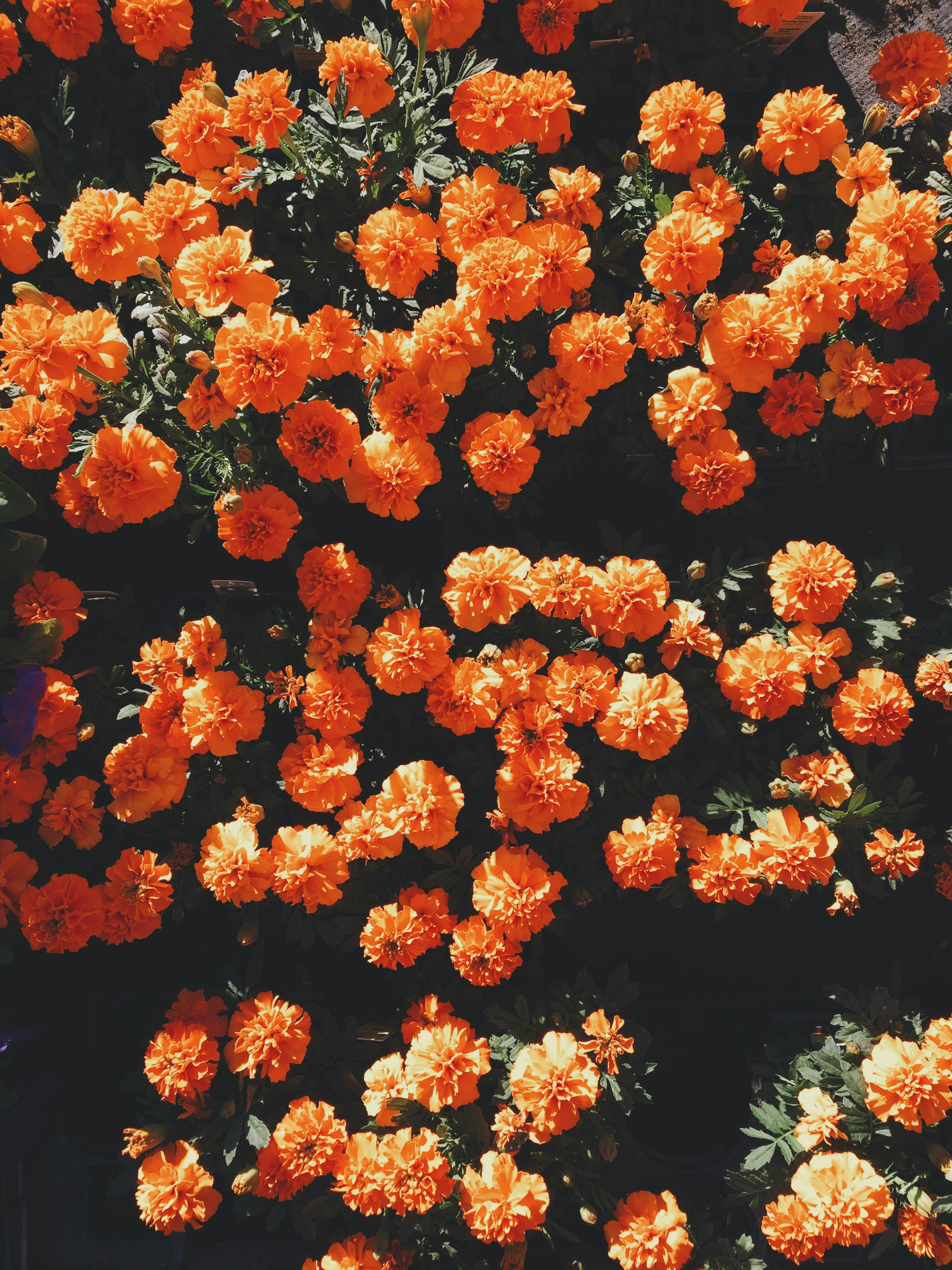 Dense Orange Marigold Blooms