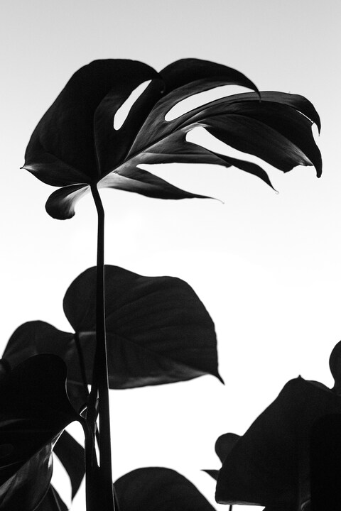 Black and White Monstera Leaves Silhouette
