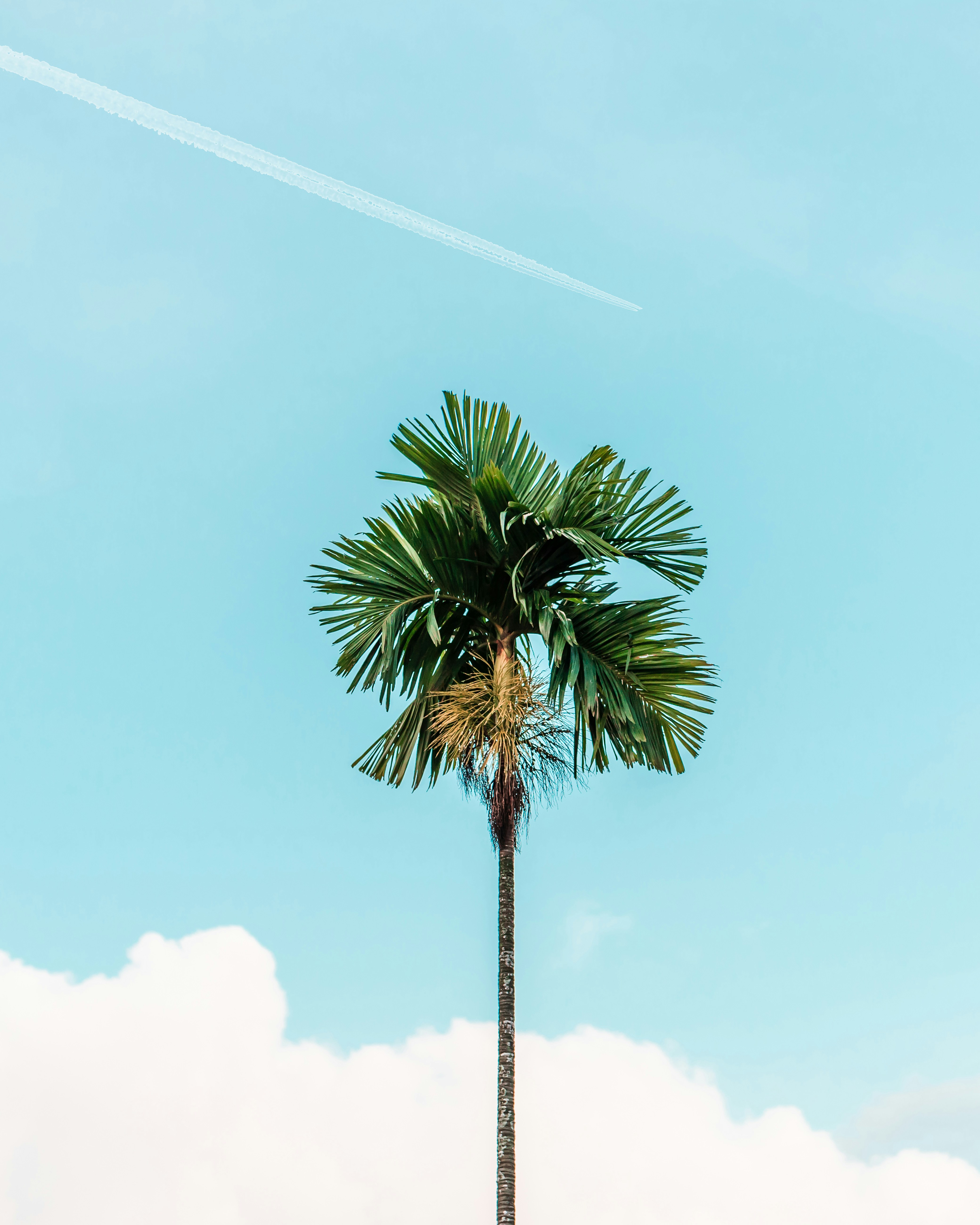 Single Palm Tree Under Blue Sky