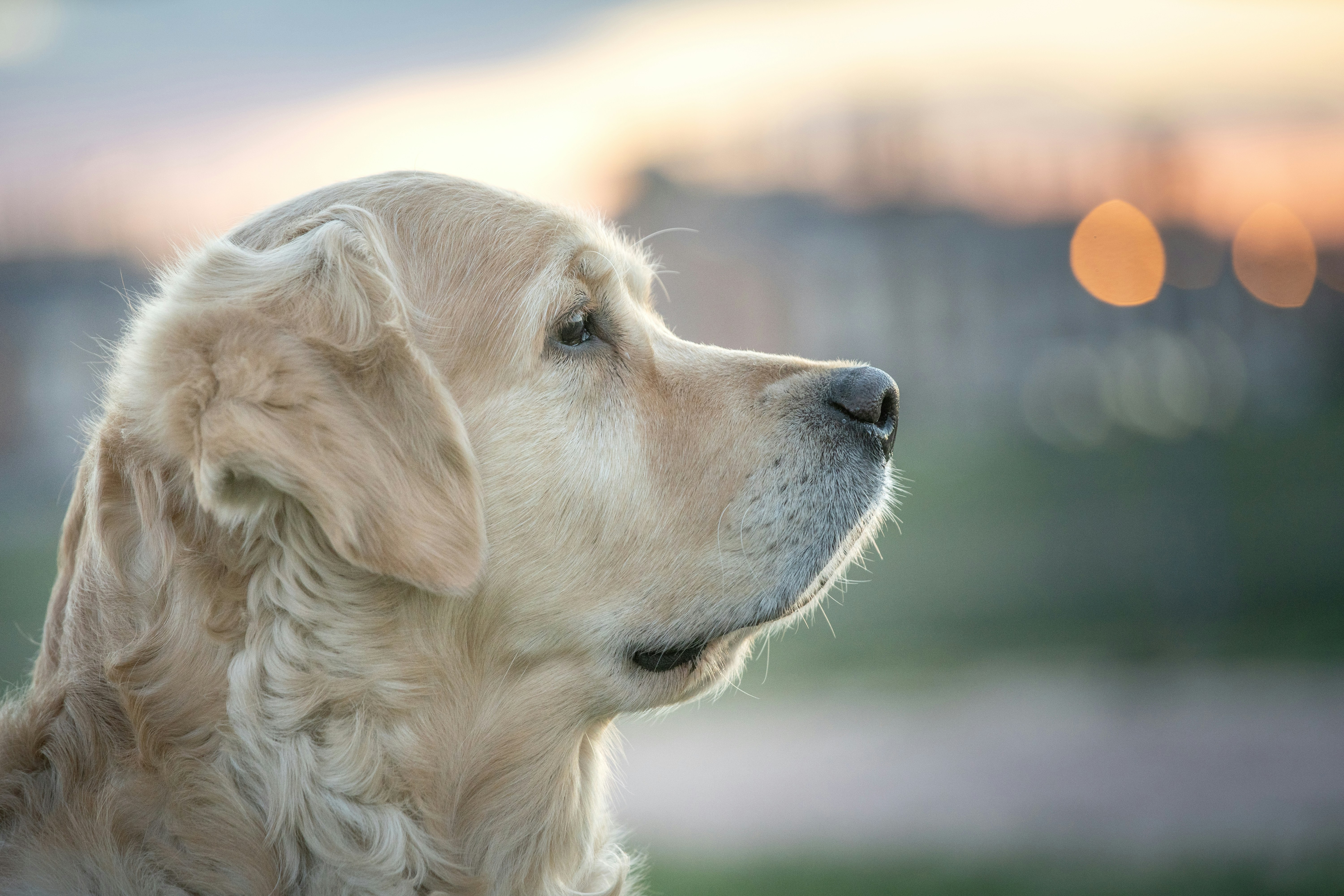 Side Profile of Golden Retriever at Sunset