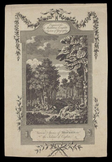 Engraving of Monkeys in Ceylon