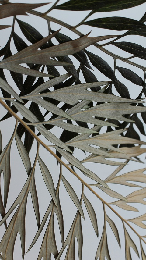 Layered Dried Tree Leaves