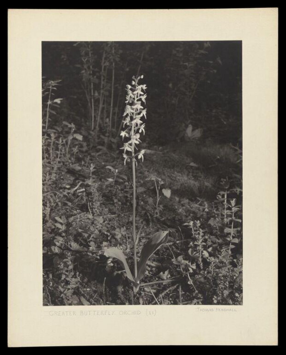 Greater Butterfly Orchid in Wild