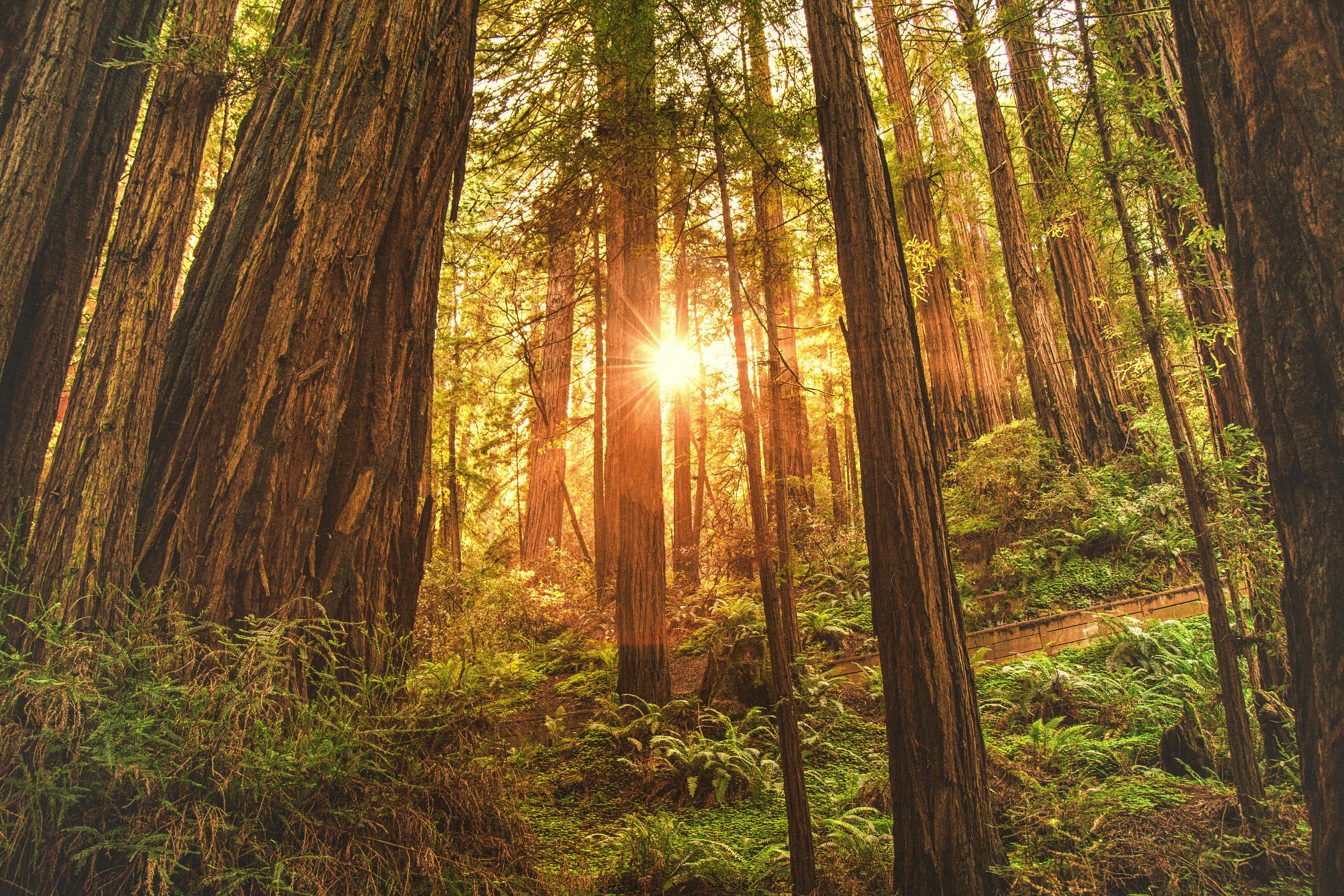 Sunlight Through Old Redwood Forest