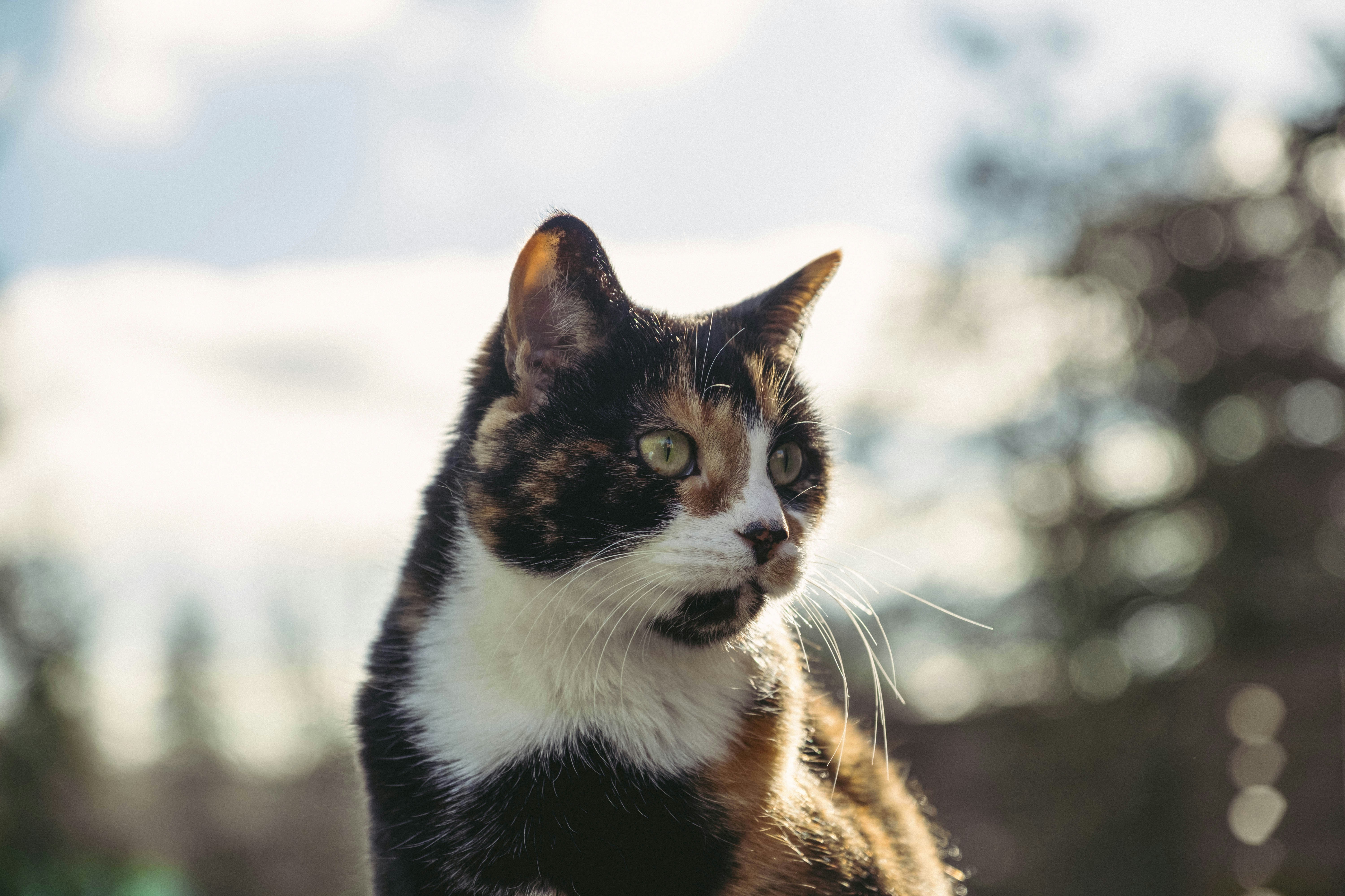 Calico Cat in Outdoor Sunlight