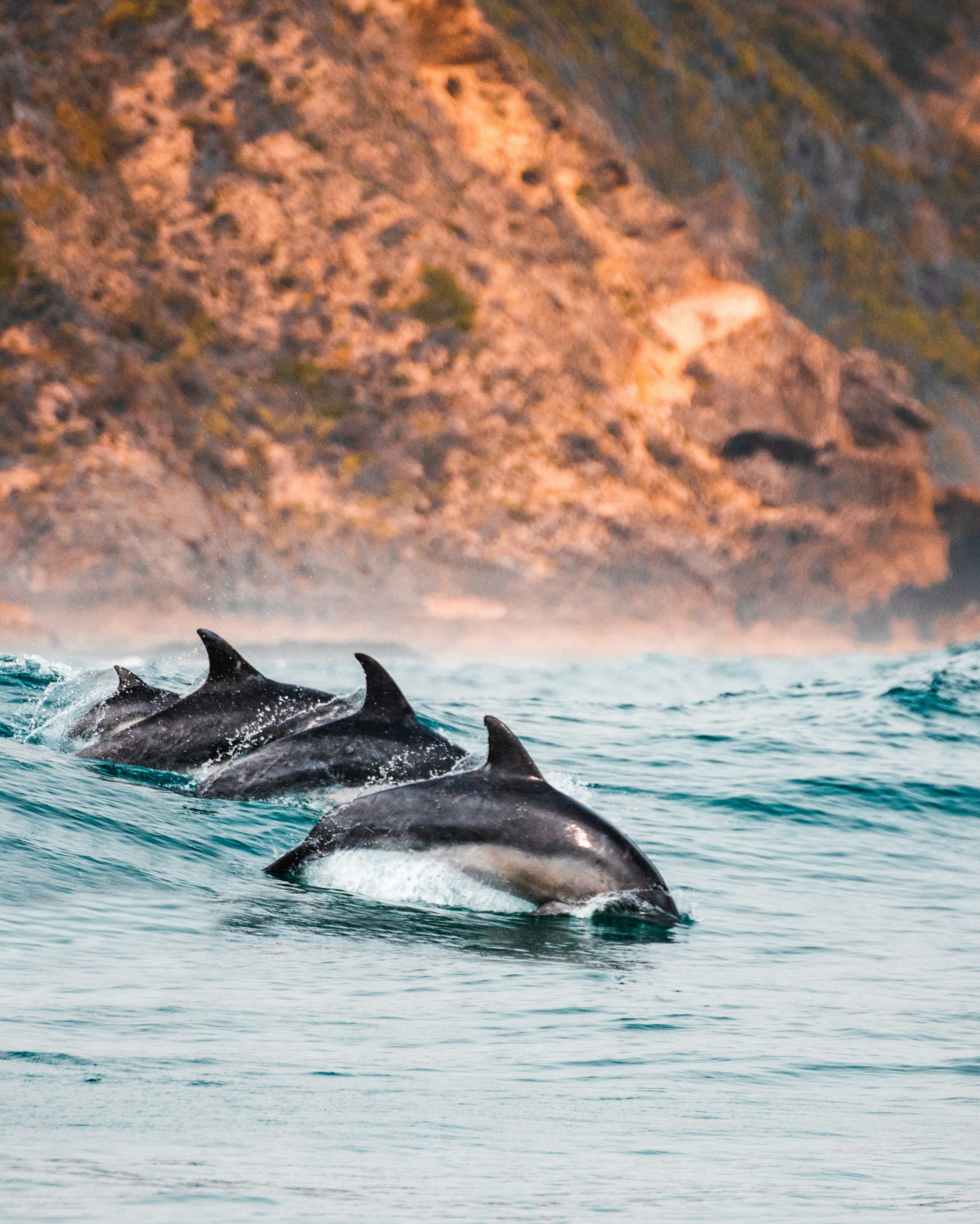 Dolphins Swimming Near Coastal Cliff