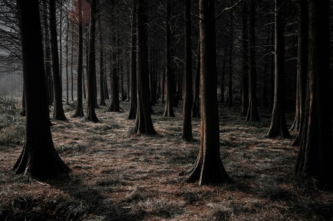 Dense Dark Forest