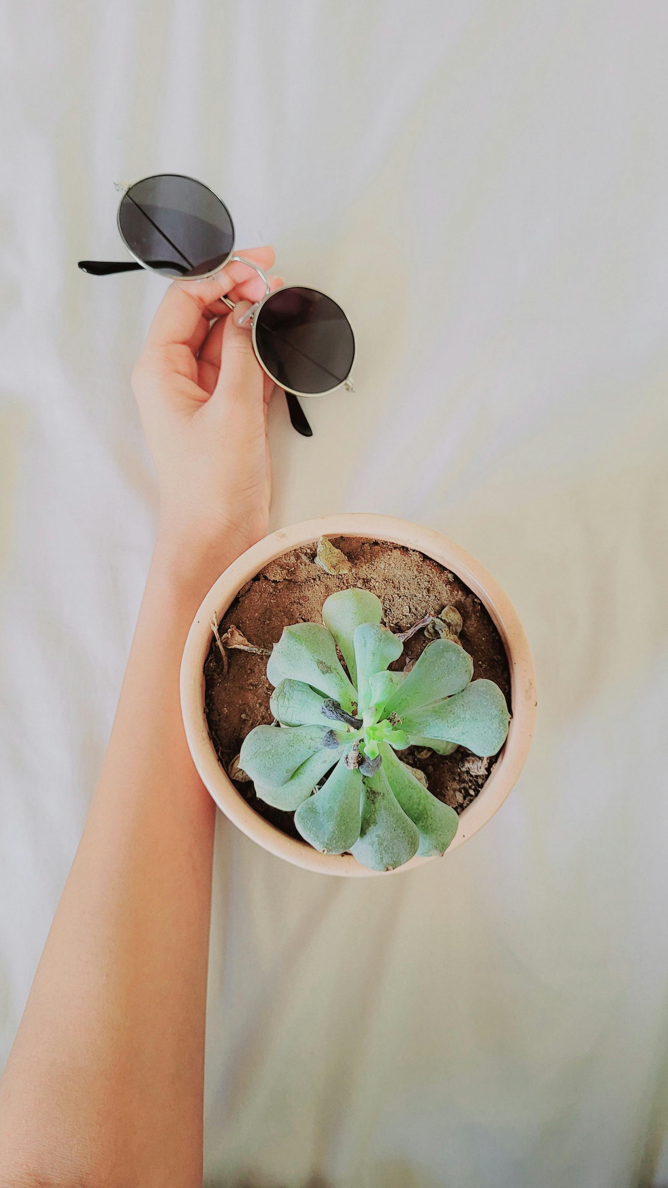 Hand Holding Sunglasses Beside Potted Succulent