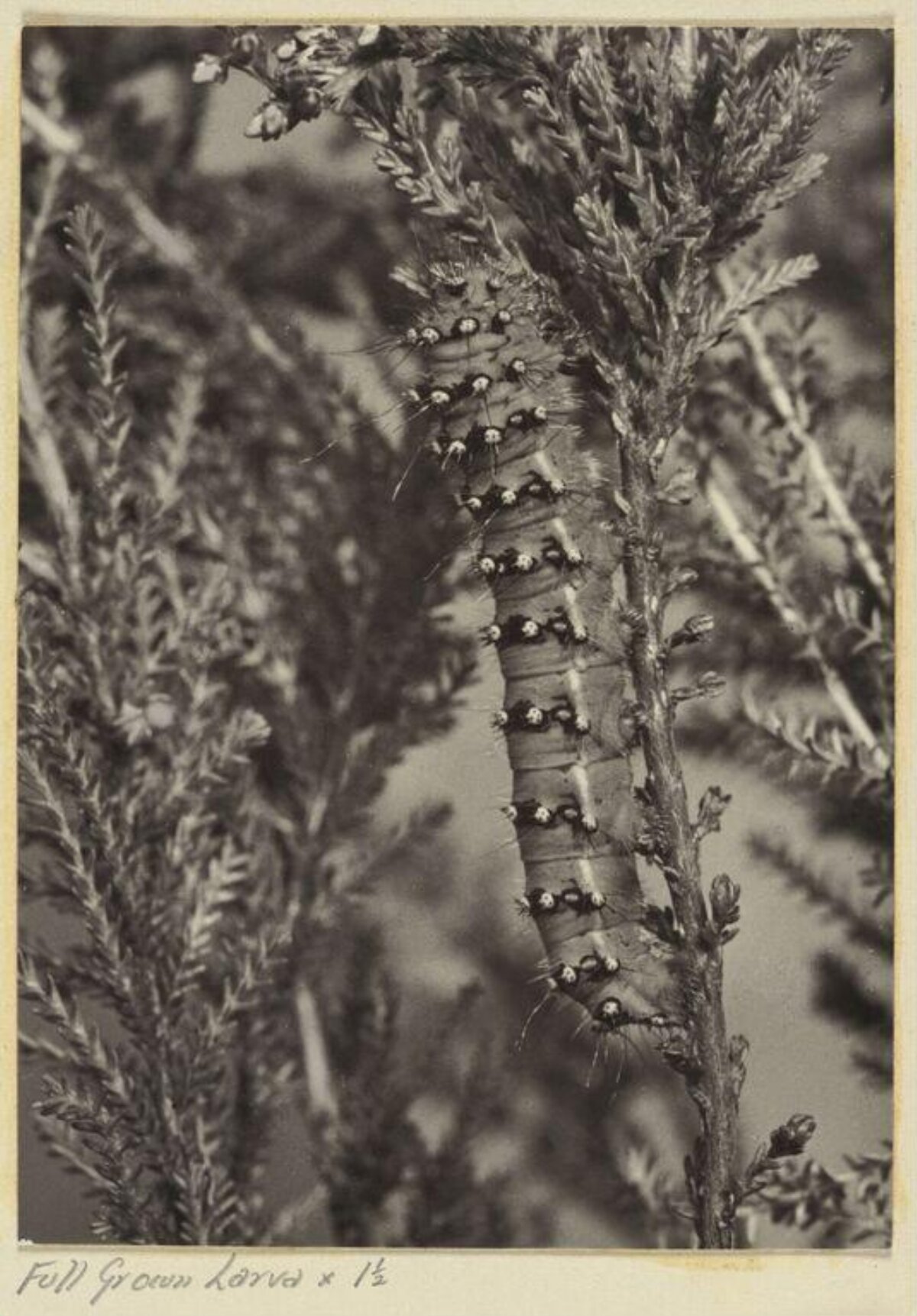 Full Grown Larva on Plant Stem — Animal Encyclopedia