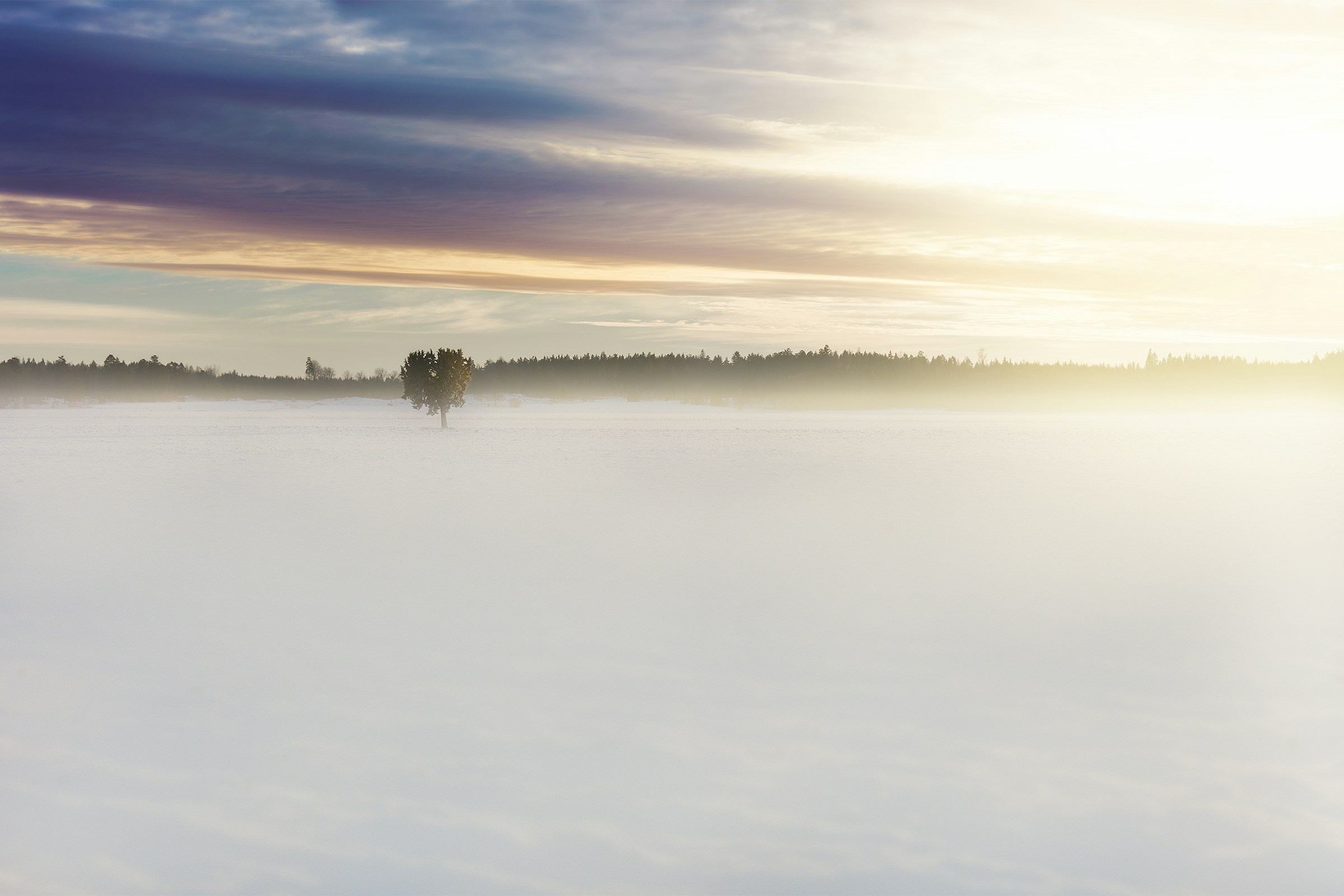 Lone Tree on Snowy Field at Dawn