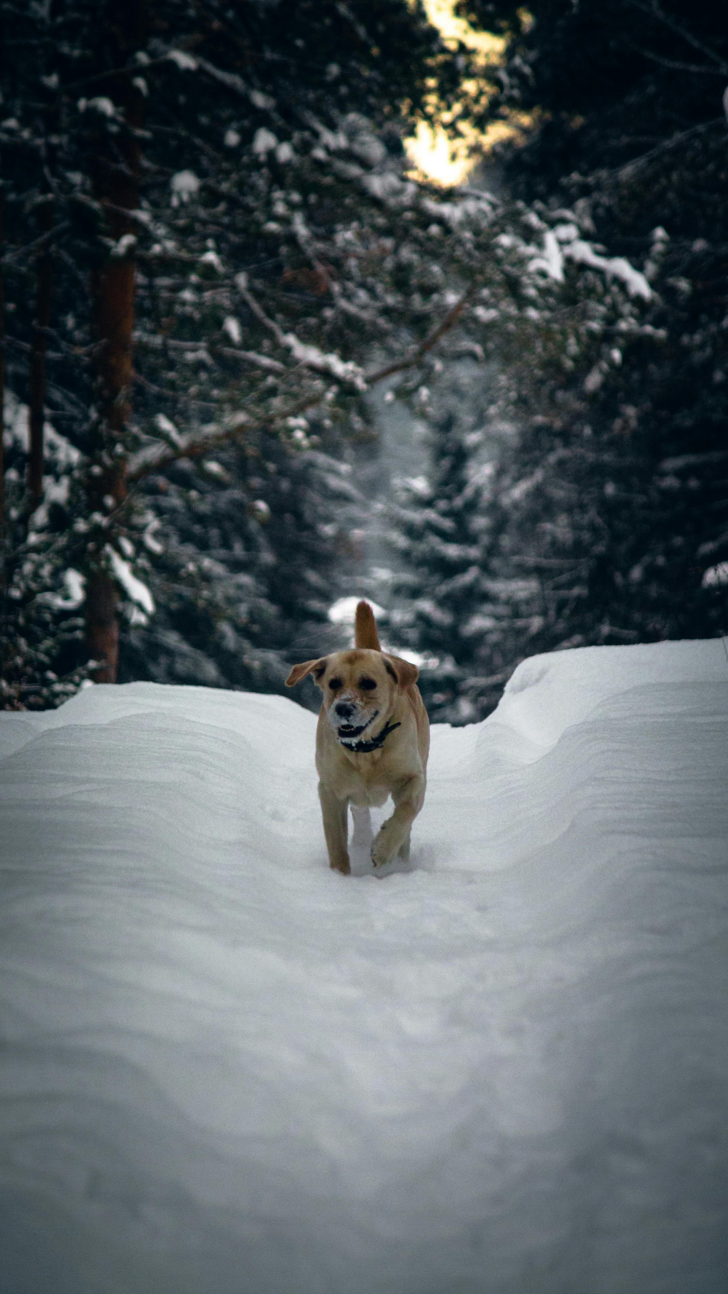 Yellow Labrador Walking in Snow Forest