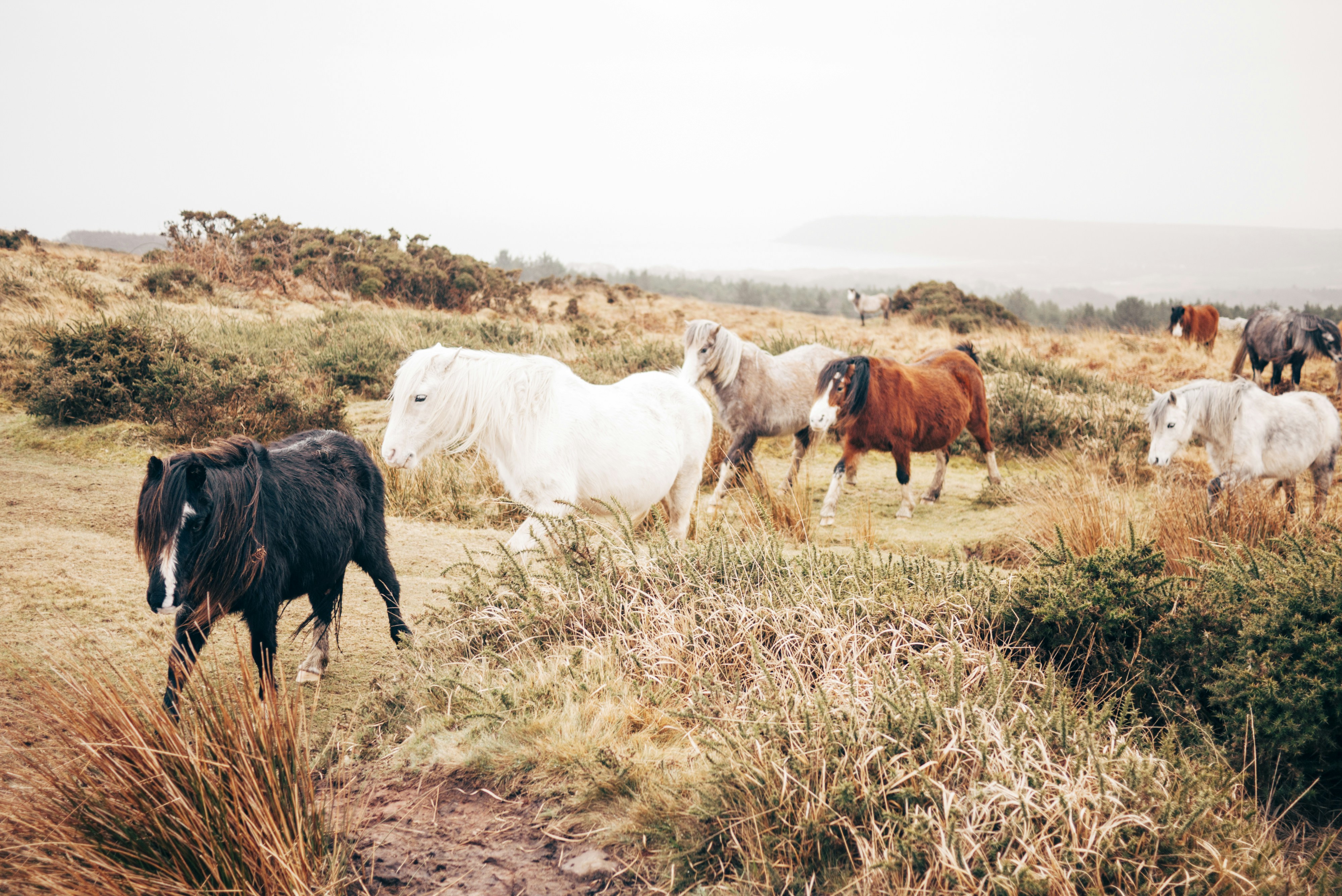 Herd of Wild Ponies on Moorland